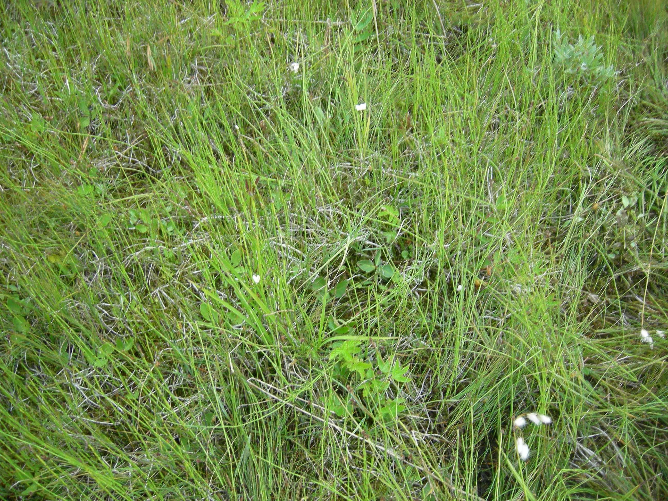 V1-C-8 temmelig til ekstremt kalkrike myrkanter. : Carex heleonastes.