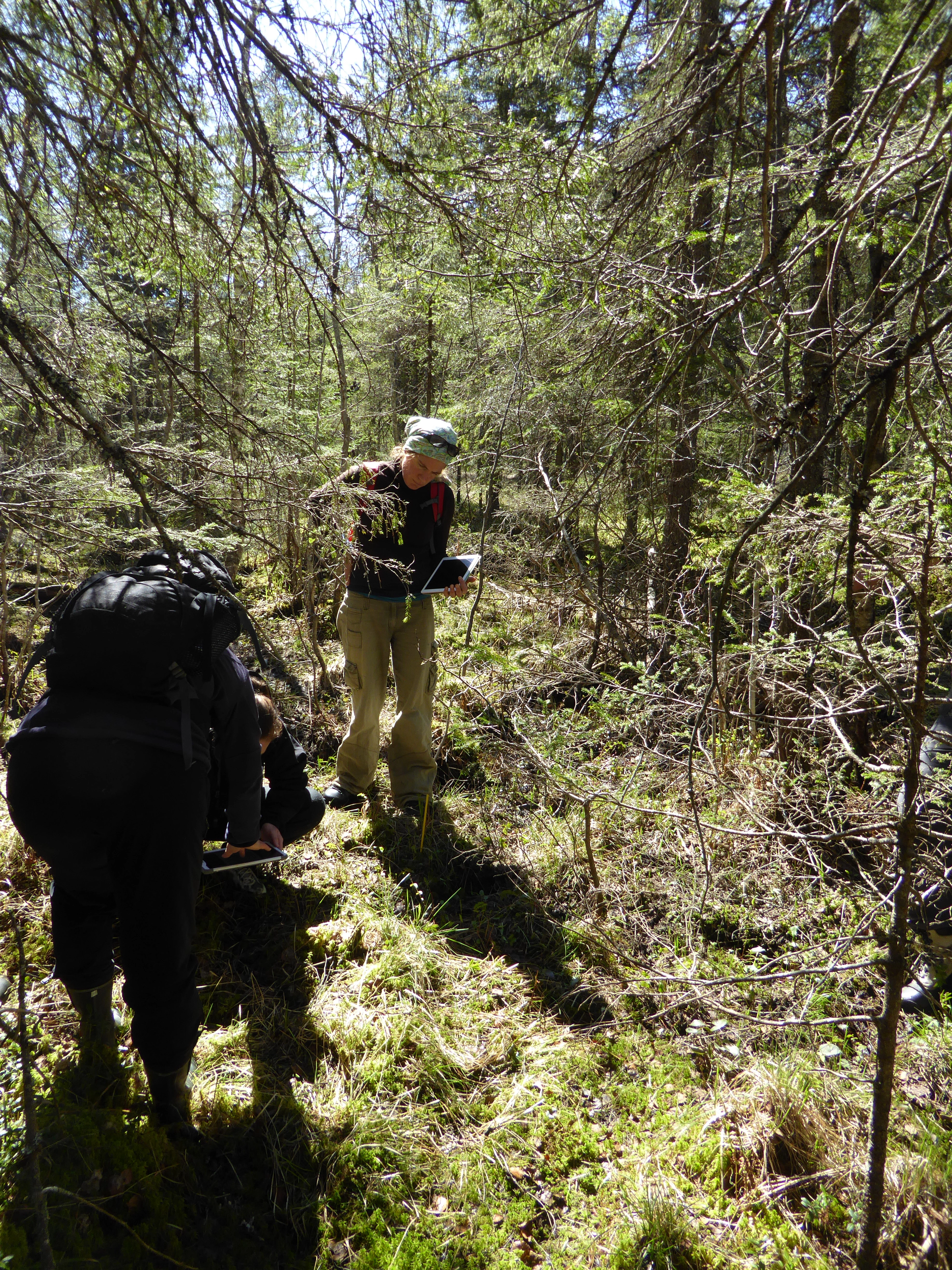 V2-C-2 sterkt intermediære litt kalkrike myr- og sumpskog-marker.