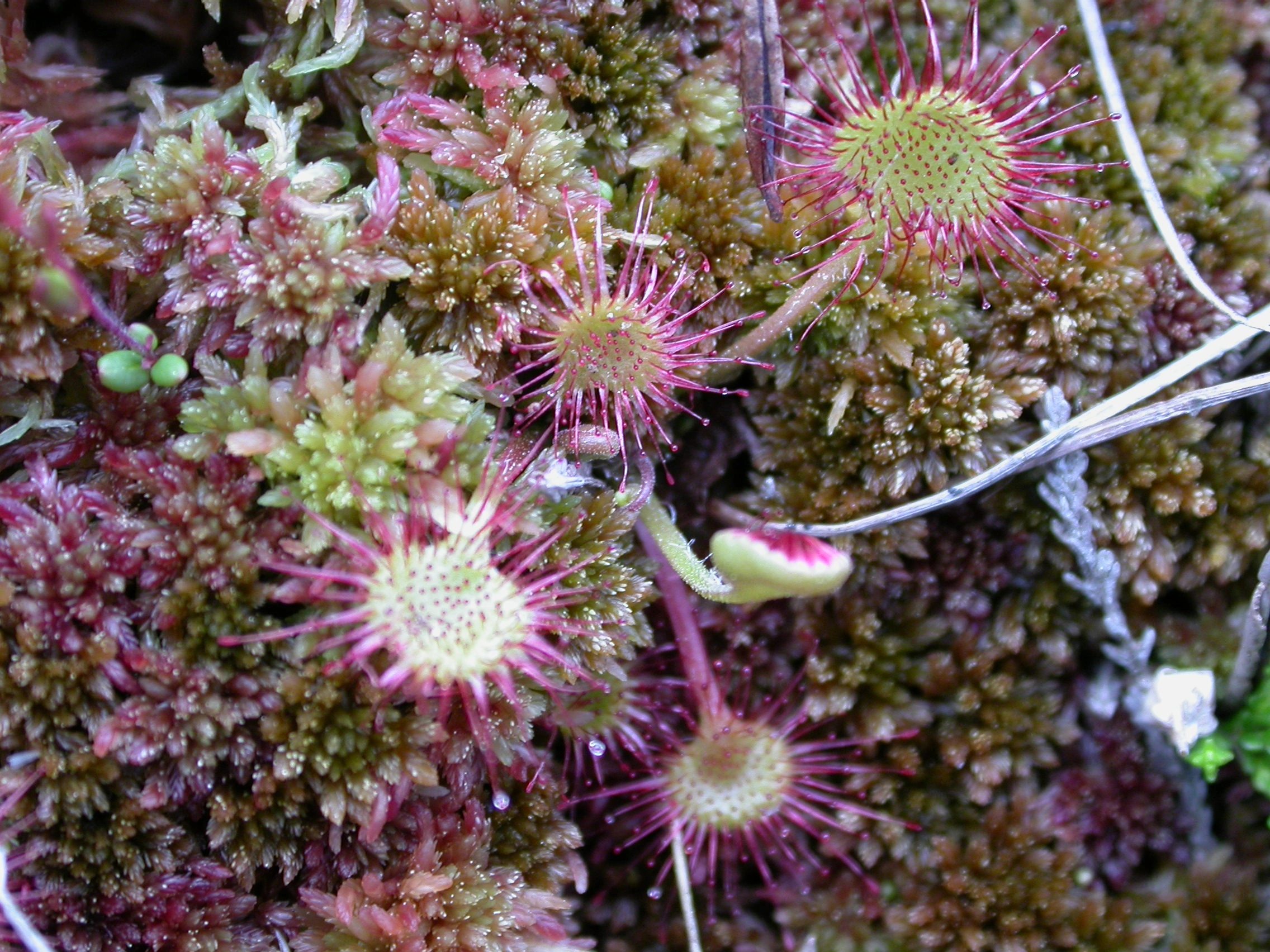 : Drosera rotundifolia. V3-C-1 ombrotrofe myrflater. : Sphagnum (Acutifolia) rubellum. : Sphagnum (Acutifolia) fuscum.