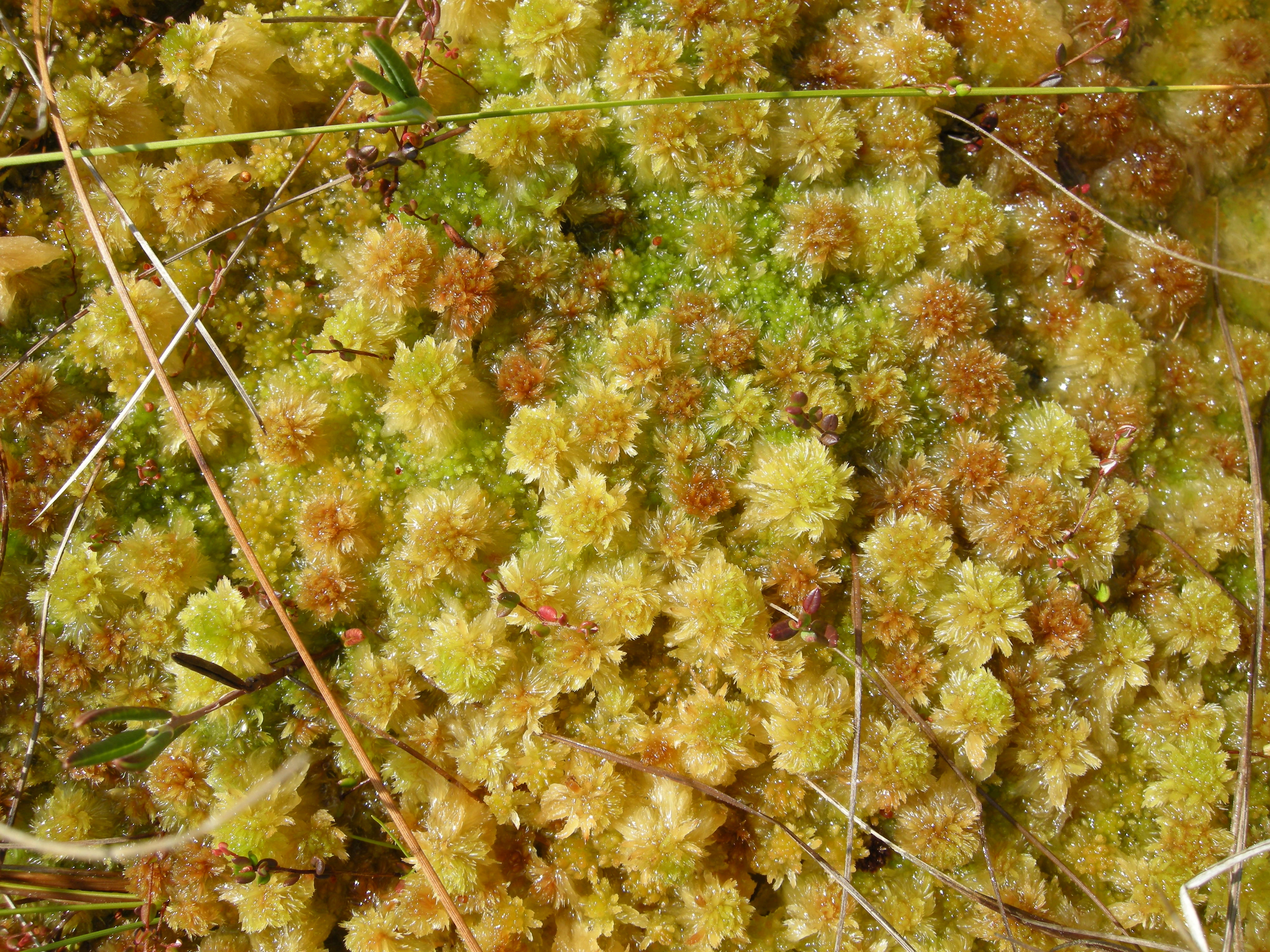 V3-C-1 ombrotrofe myrflater. : Sphagnum (Cuspidata) cuspidatum. : Sphagnum (Cuspidata) tenellum.