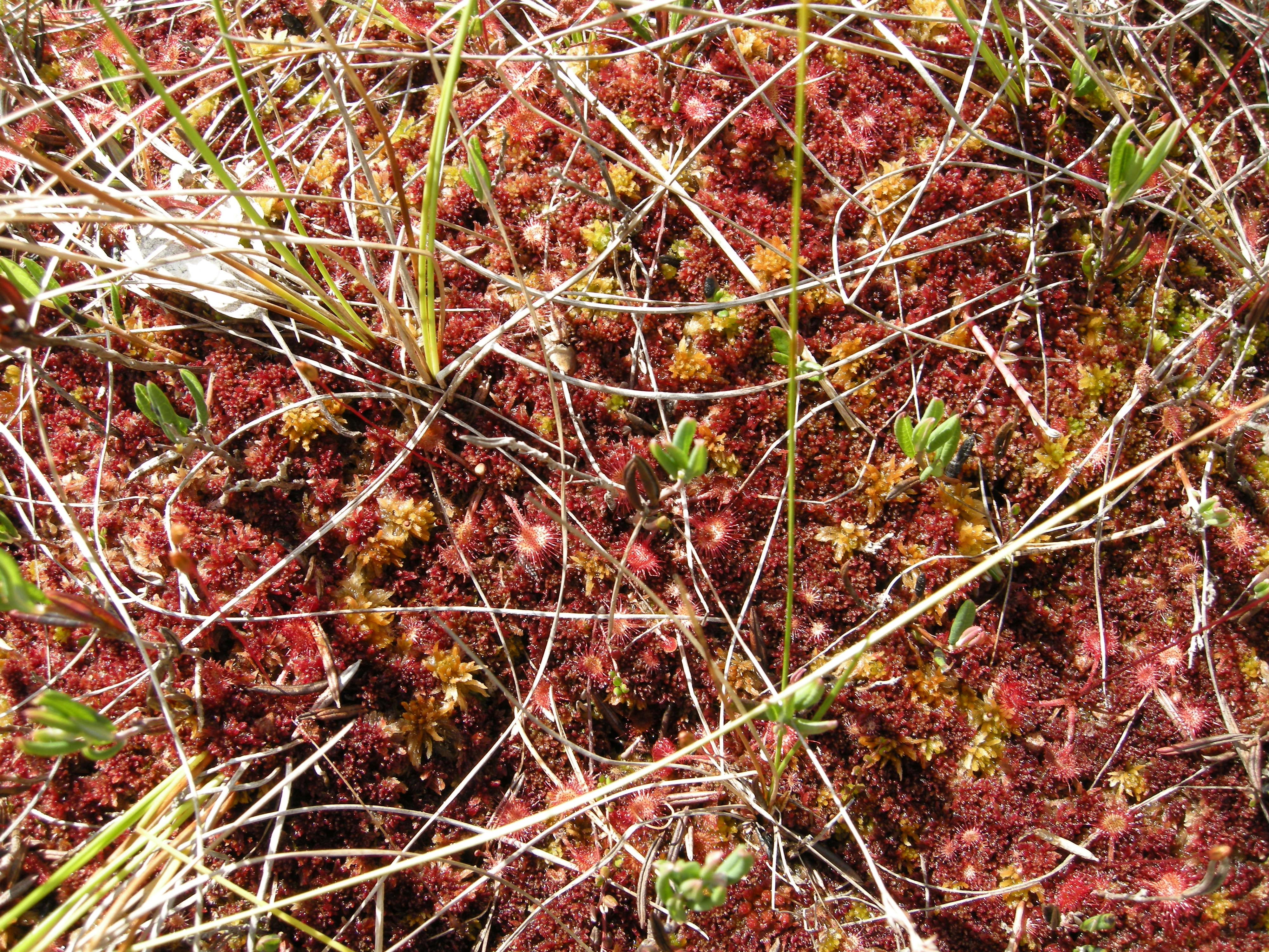 V3-C-1 ombrotrofe myrflater. : Sphagnum (Acutifolia) rubellum. : Drosera rotundifolia.