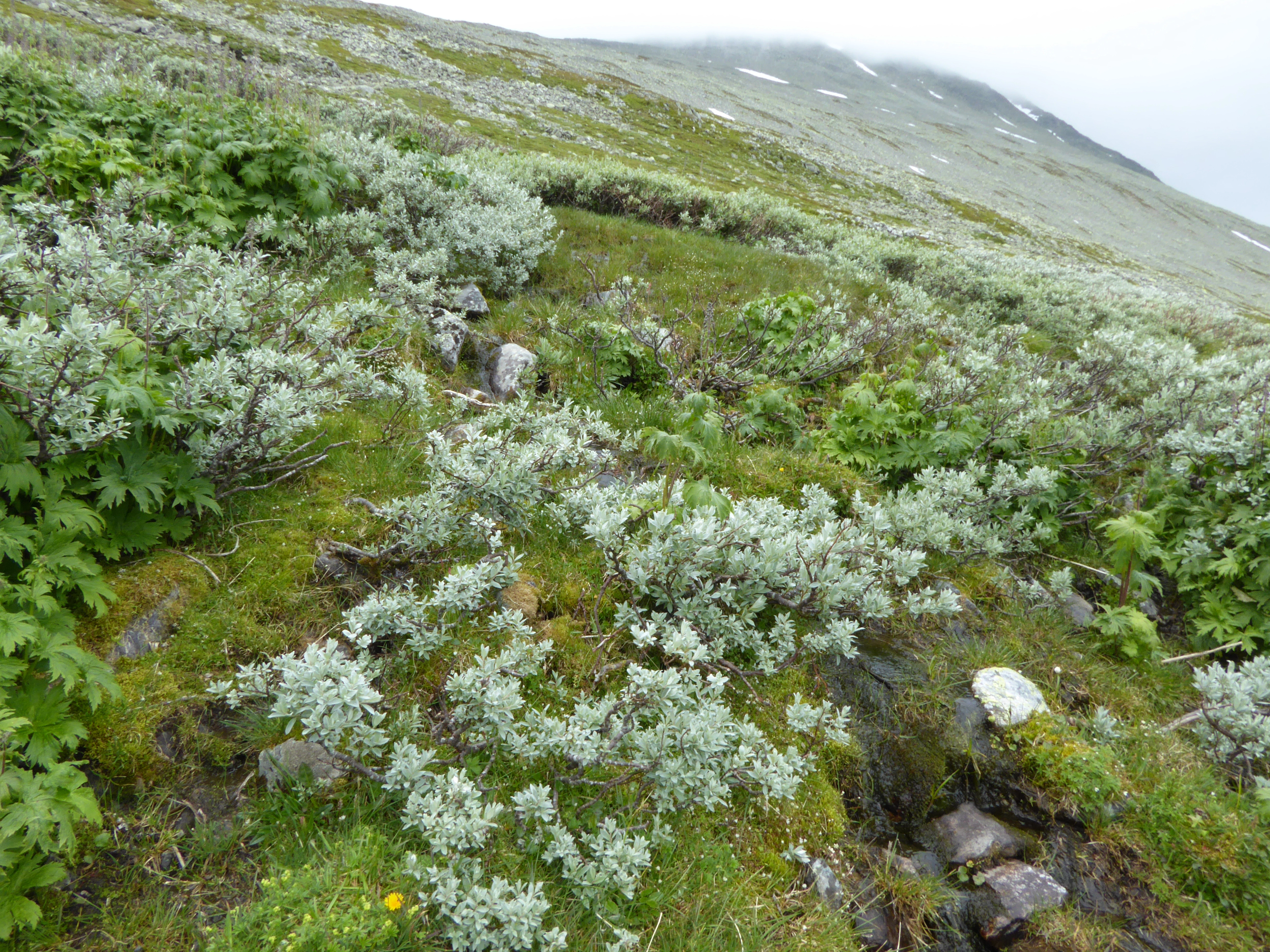 V4-C-2 sterkt intermediære og litt kalkrike kilder.