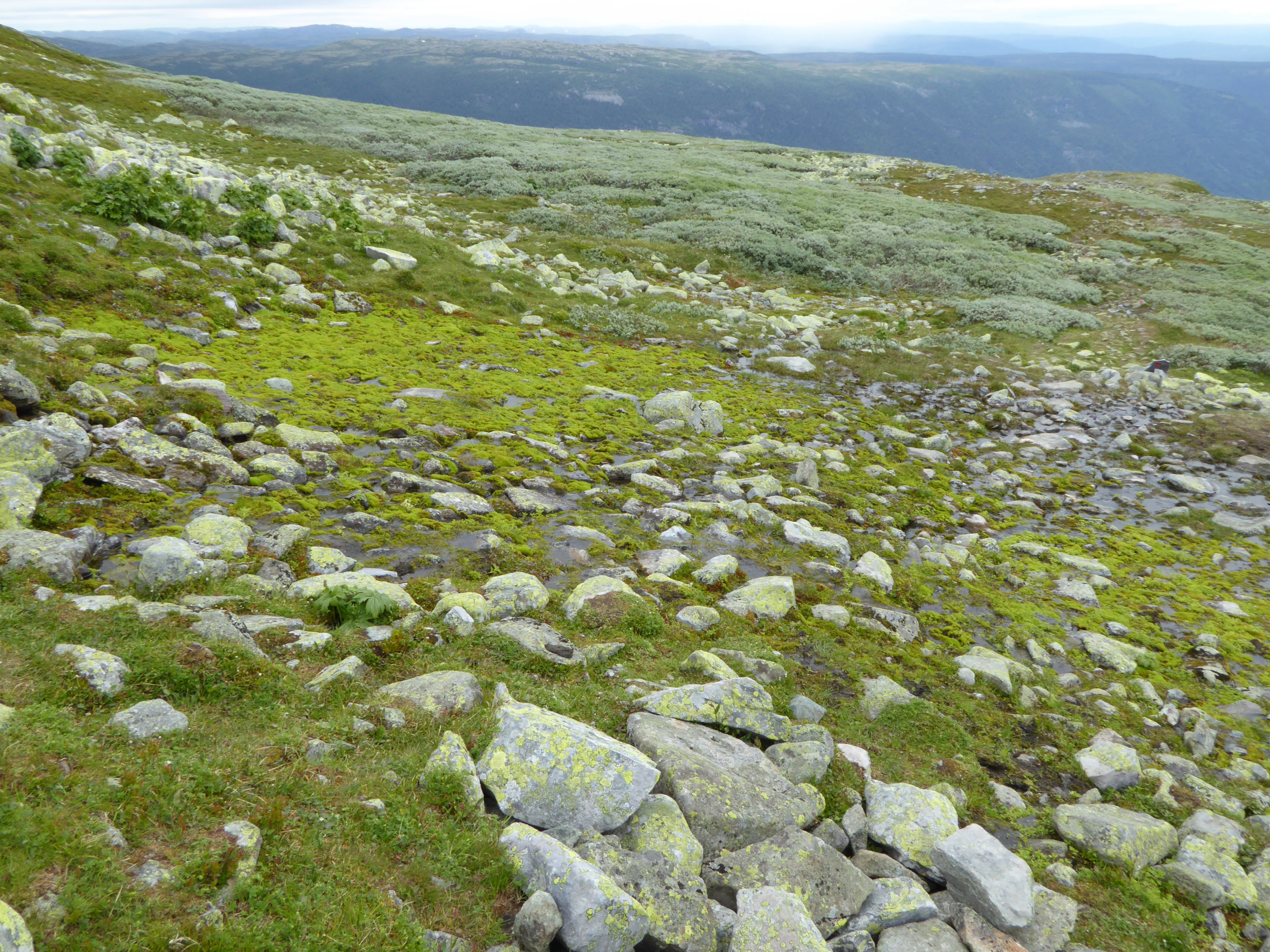 V4-C-2 sterkt intermediære og litt kalkrike kilder.