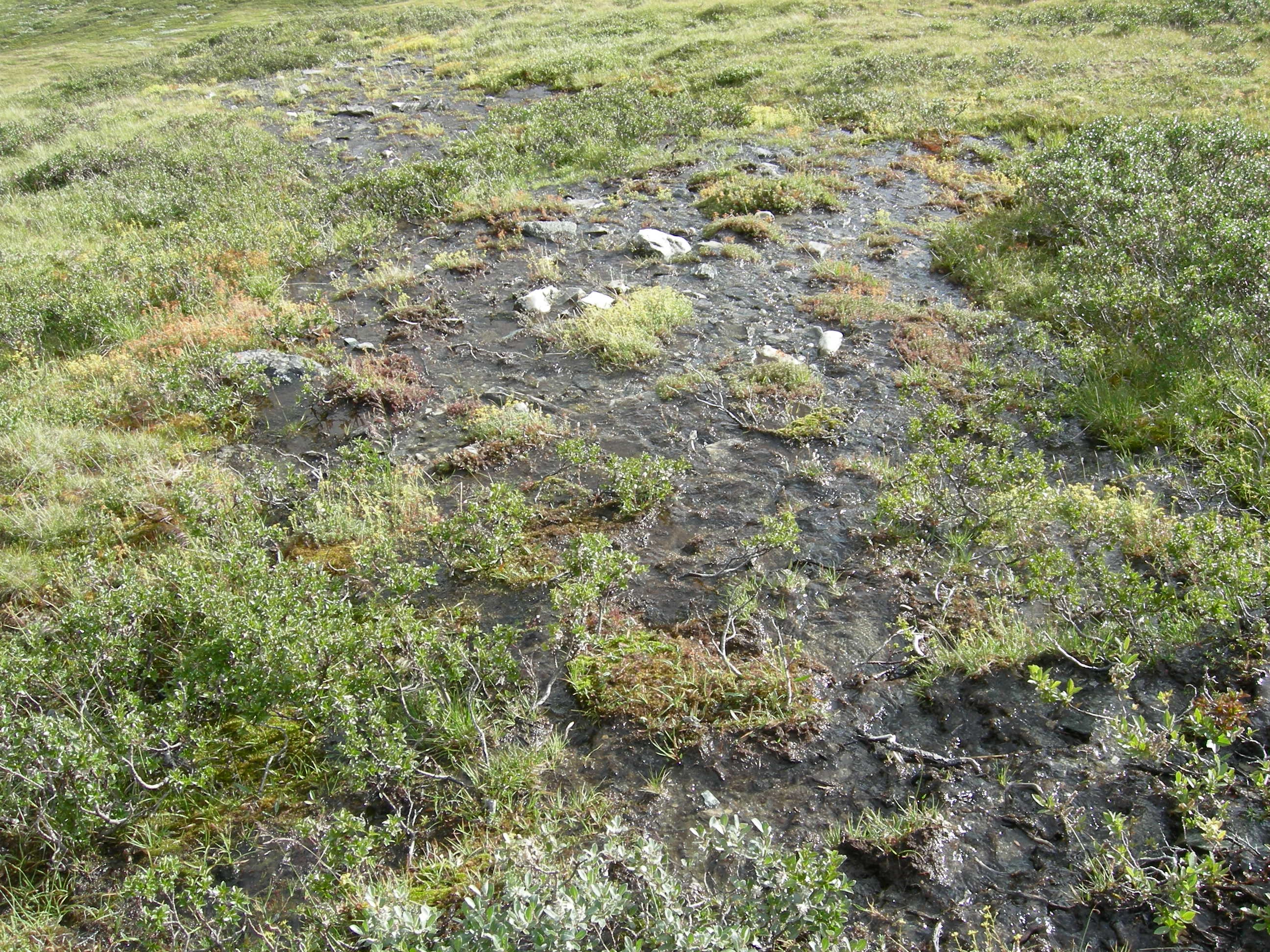 V4-C-2 sterkt intermediære og litt kalkrike kilder. : Salix myrsinites.