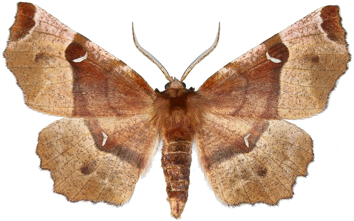 : Selenia tetralunaria.