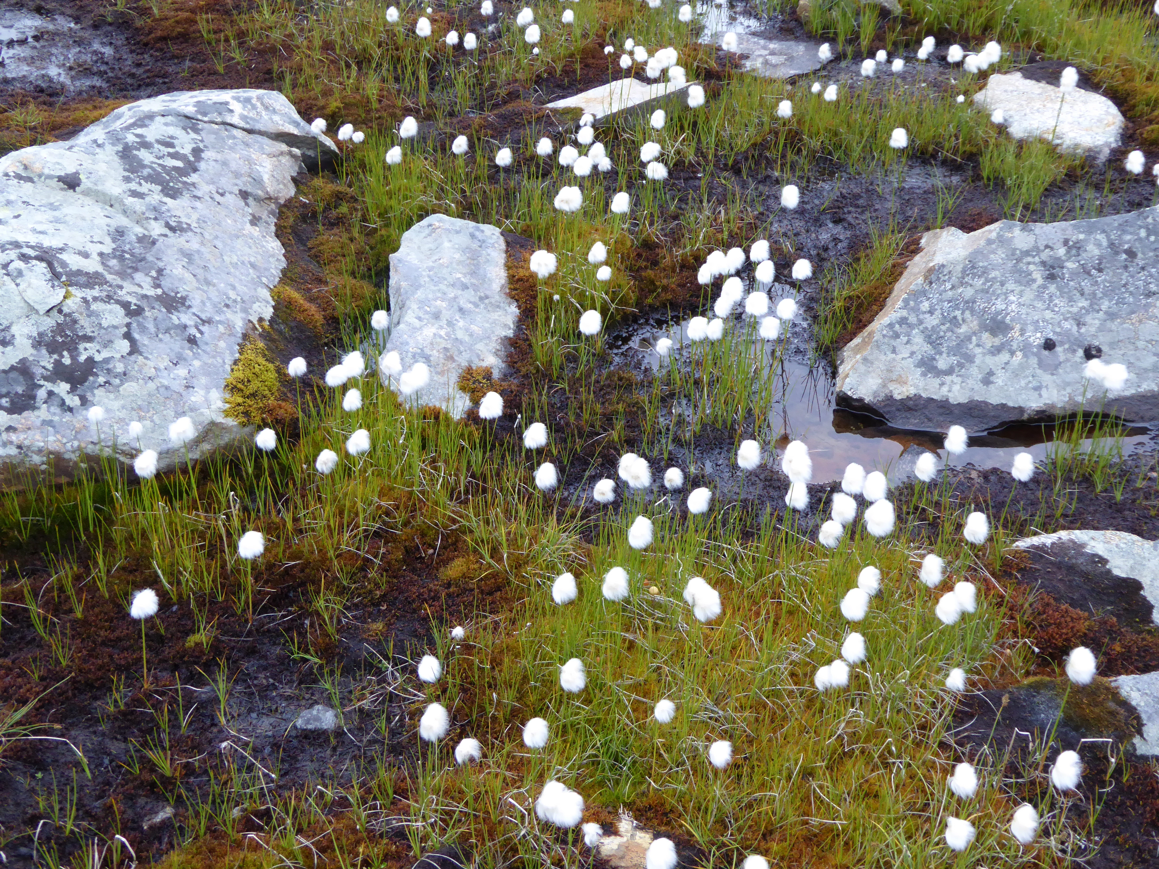 V6-C-3 kalkfattig og intermediært seint våtsnøleie. : Eriophorum scheuchzeri.