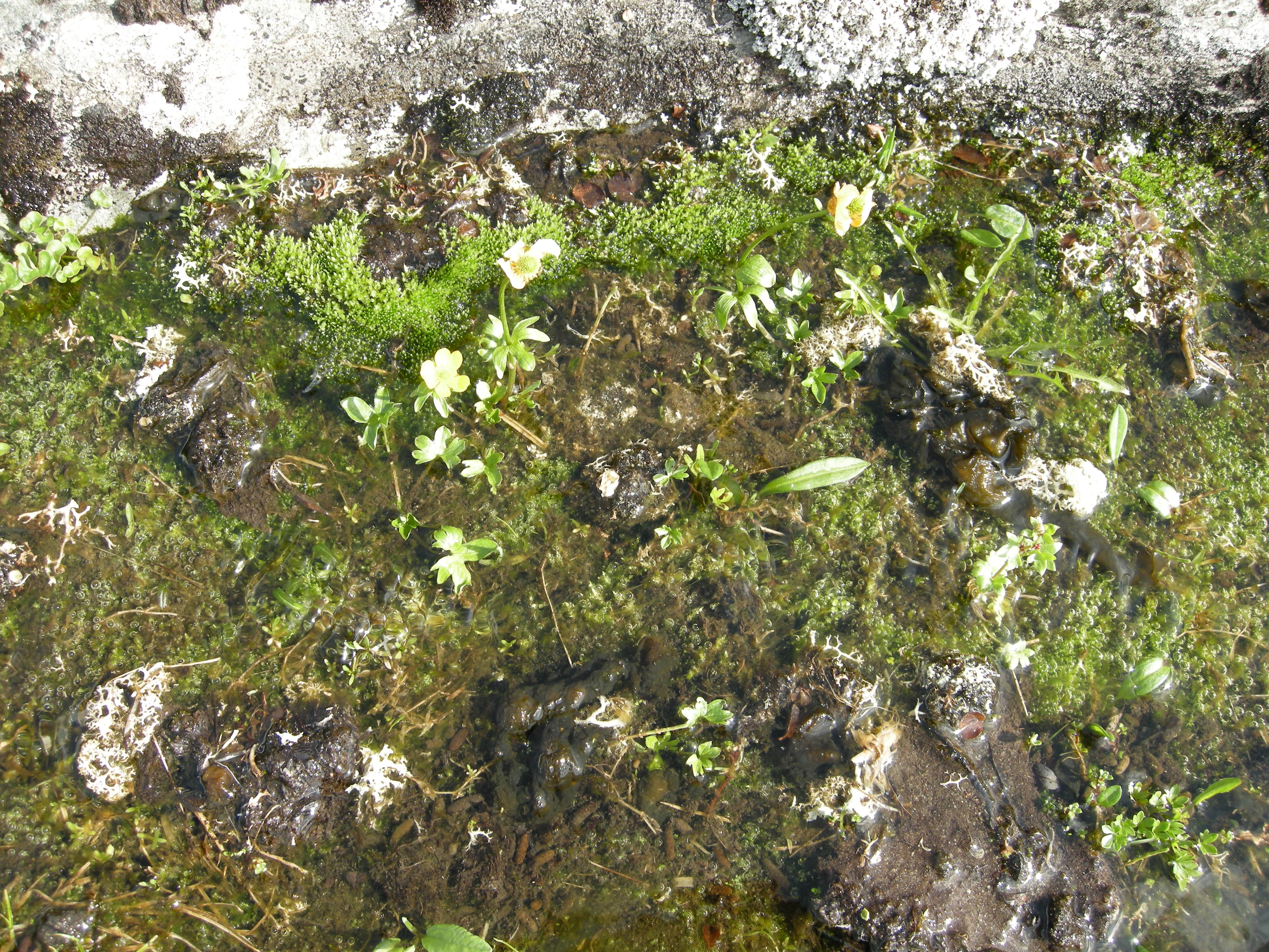 V6-C-8 kalkrikt seint kildesnøleie. : Ranunculus nivalis.