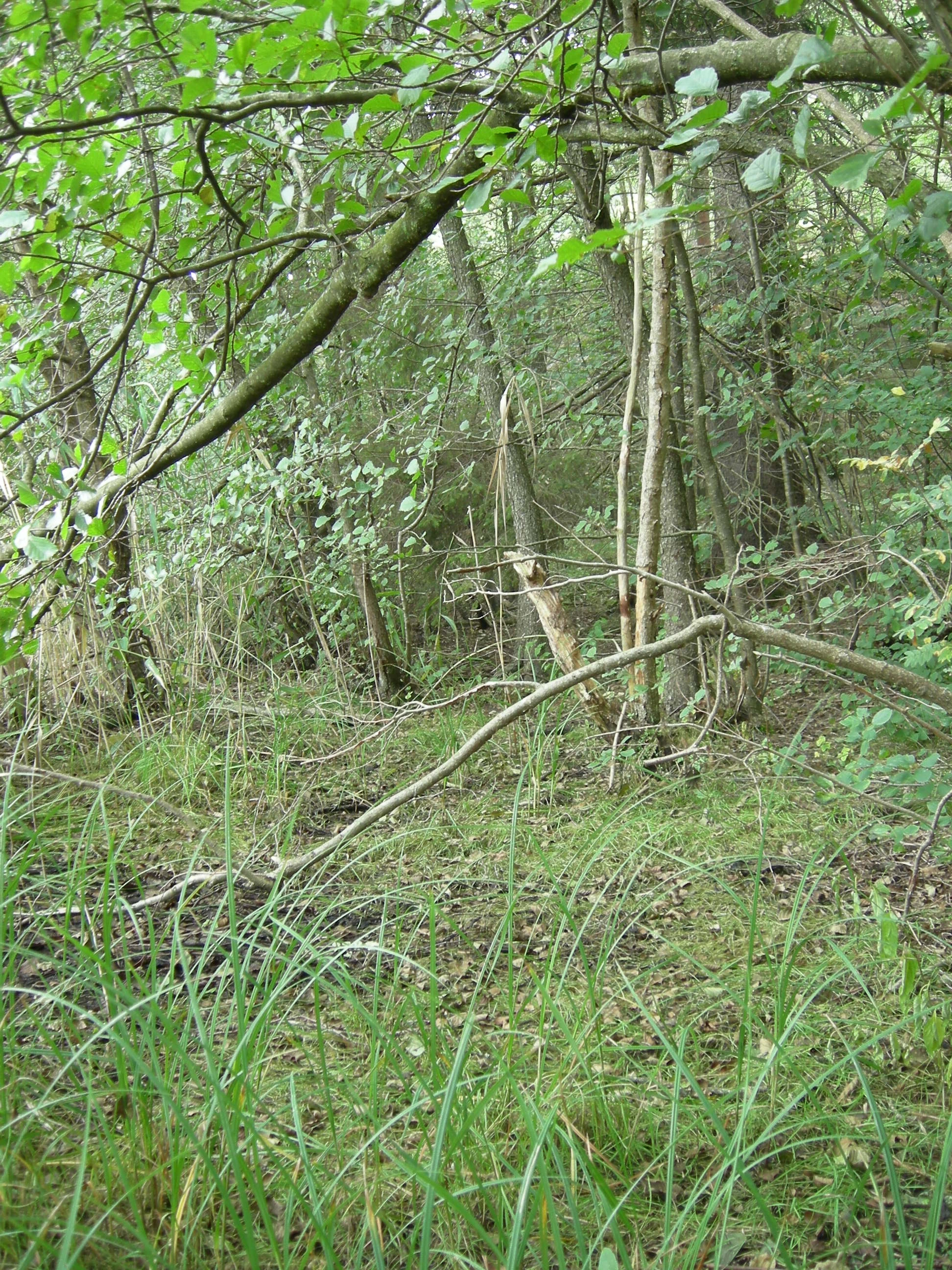 V8-C-1 kalkfattig og intermediær strand- og sumpskogsmark. : Carex vesicaria.