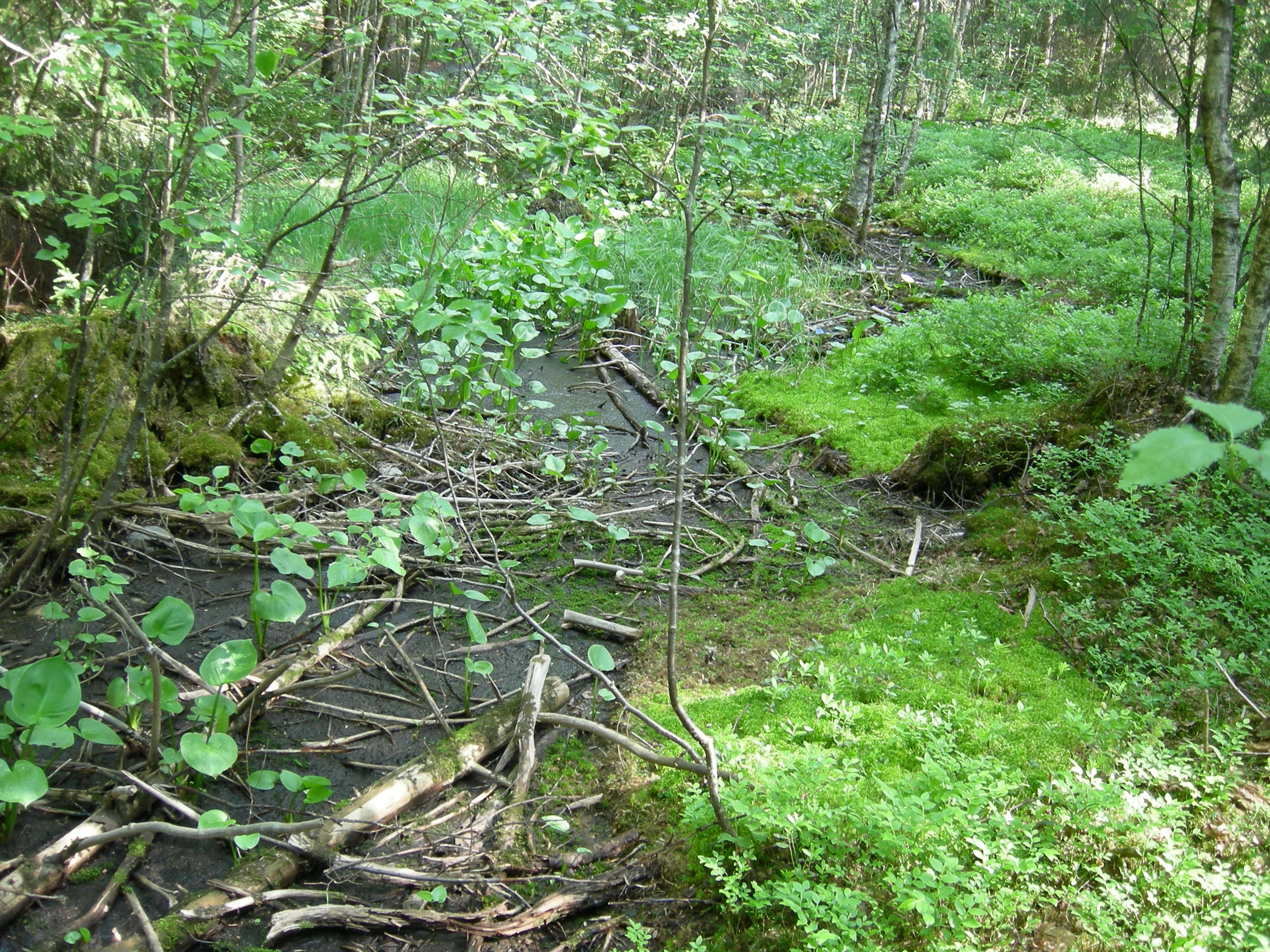 V8-C-1 kalkfattig og intermediær strand- og sumpskogsmark. : Calla palustris.