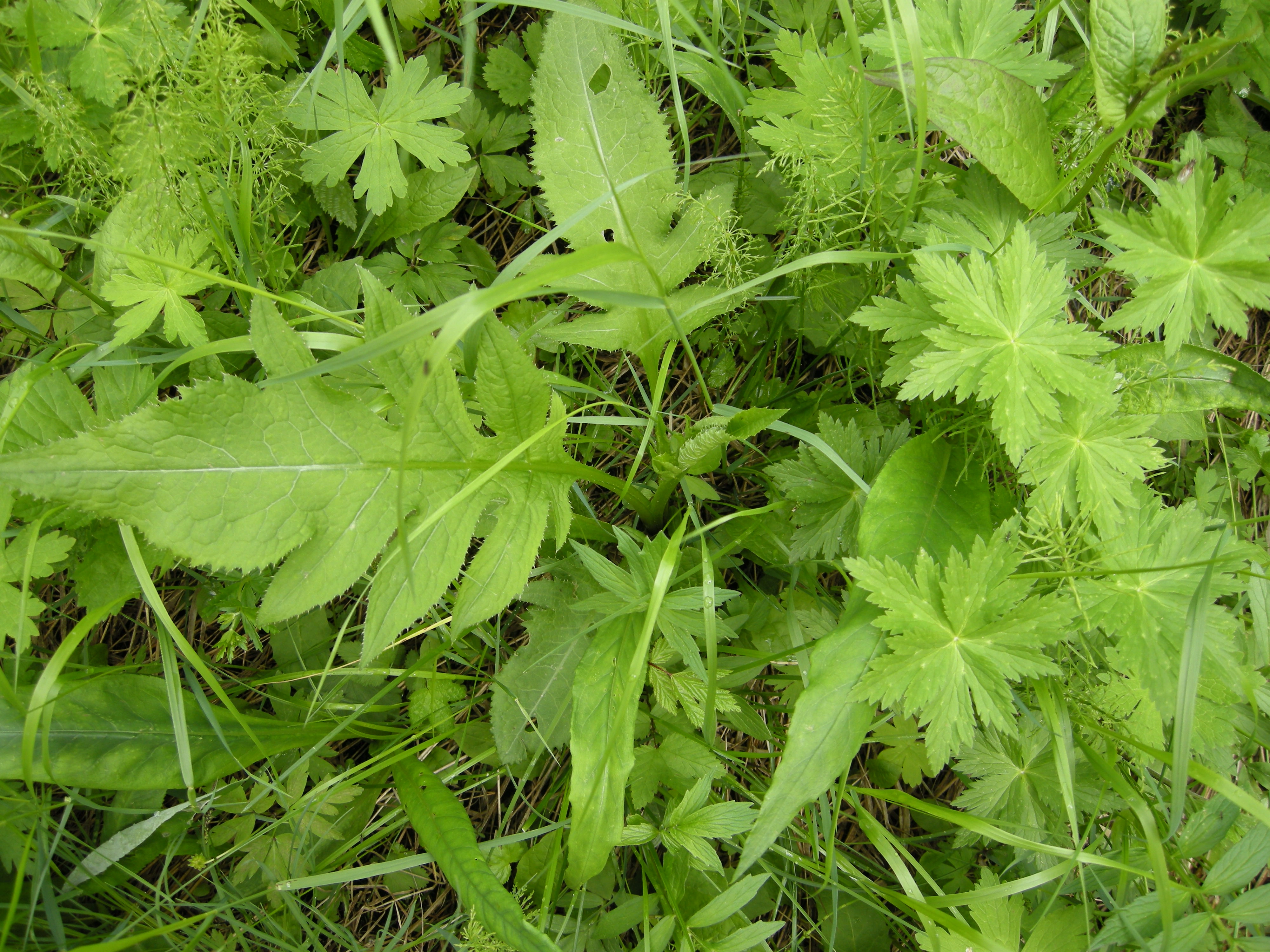 V10-C-2 kalkrik våteng. : Cirsium oleraceum.