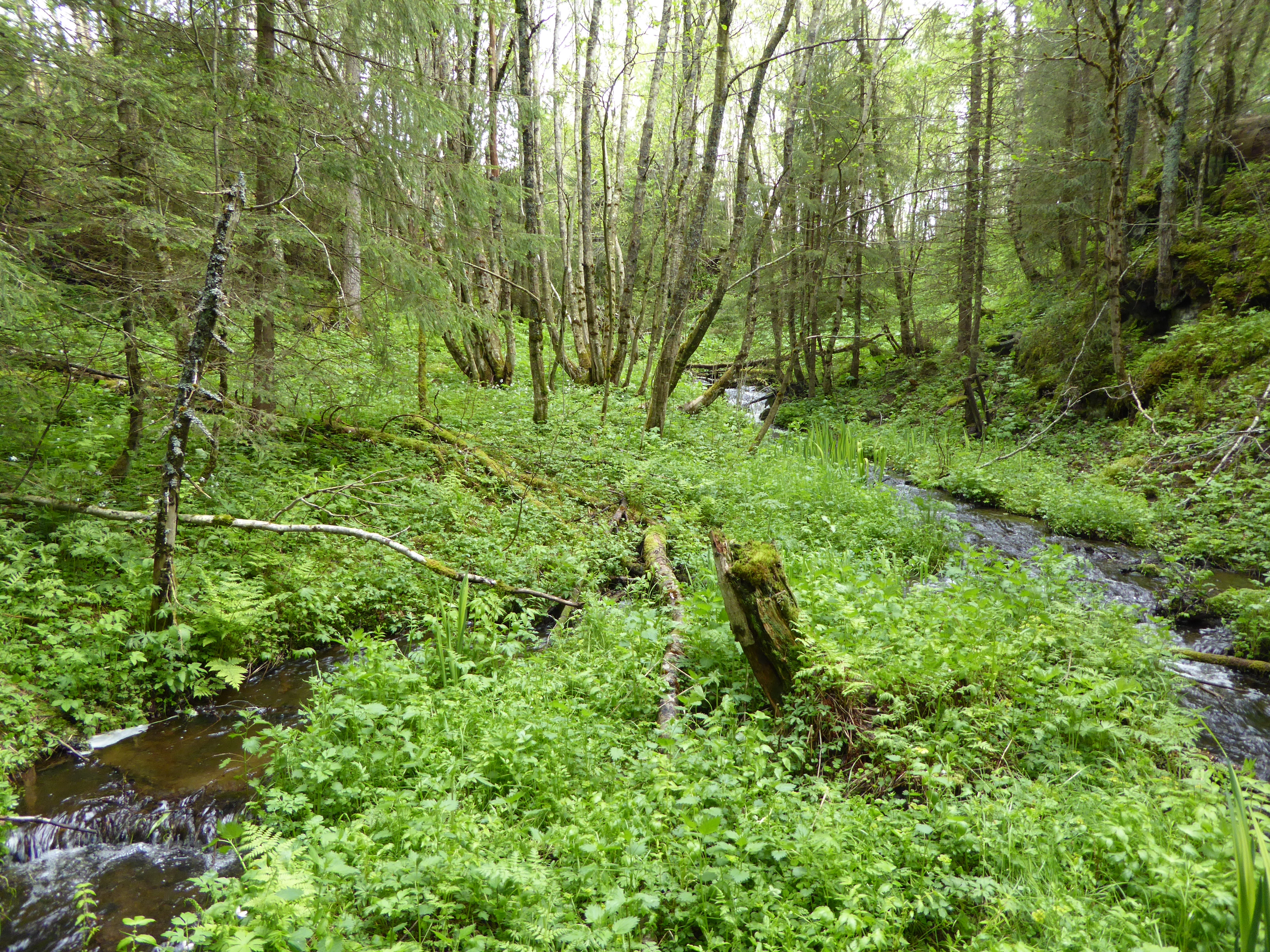 V10-C-3 kildevannspåvirket våteng.