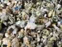 : Lebetus guilleti.