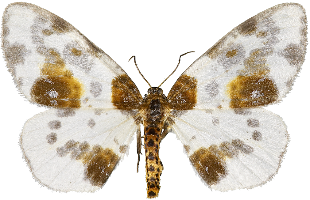 : Abraxas sylvata.