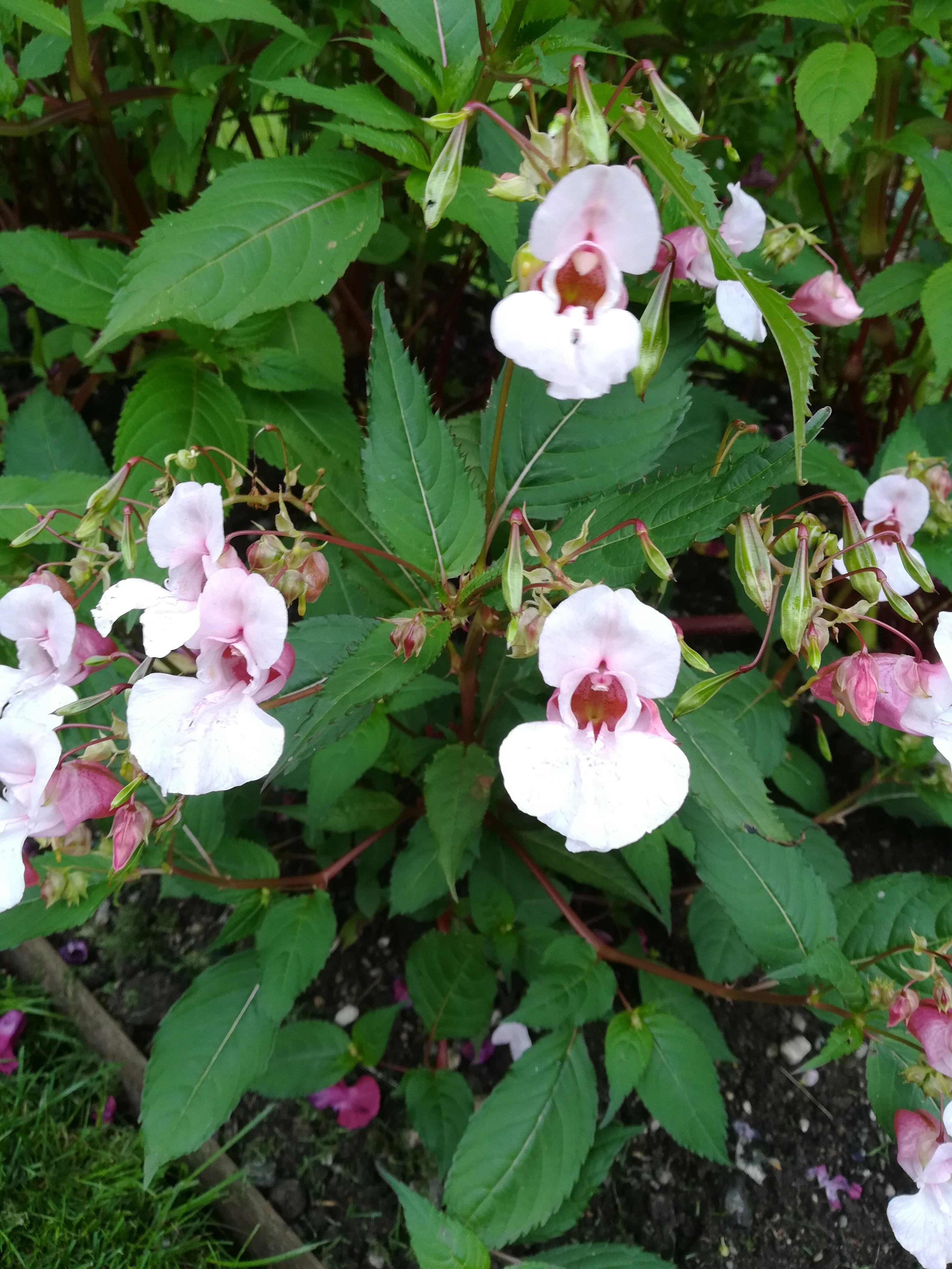 : Impatiens glandulifera.