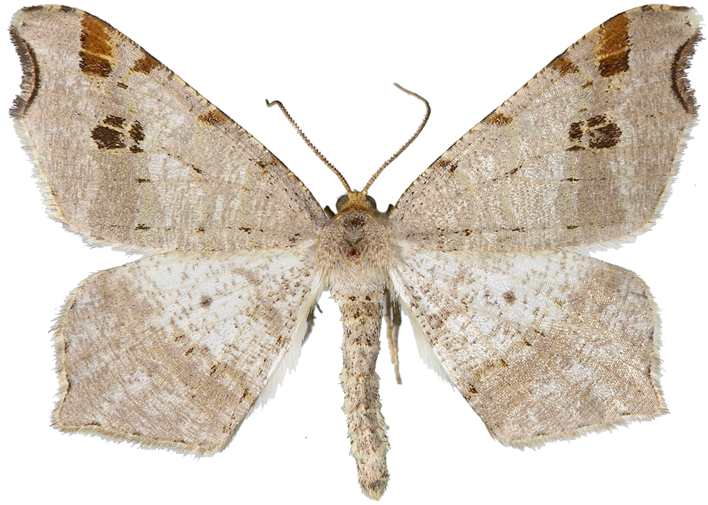 : Macaria alternata.