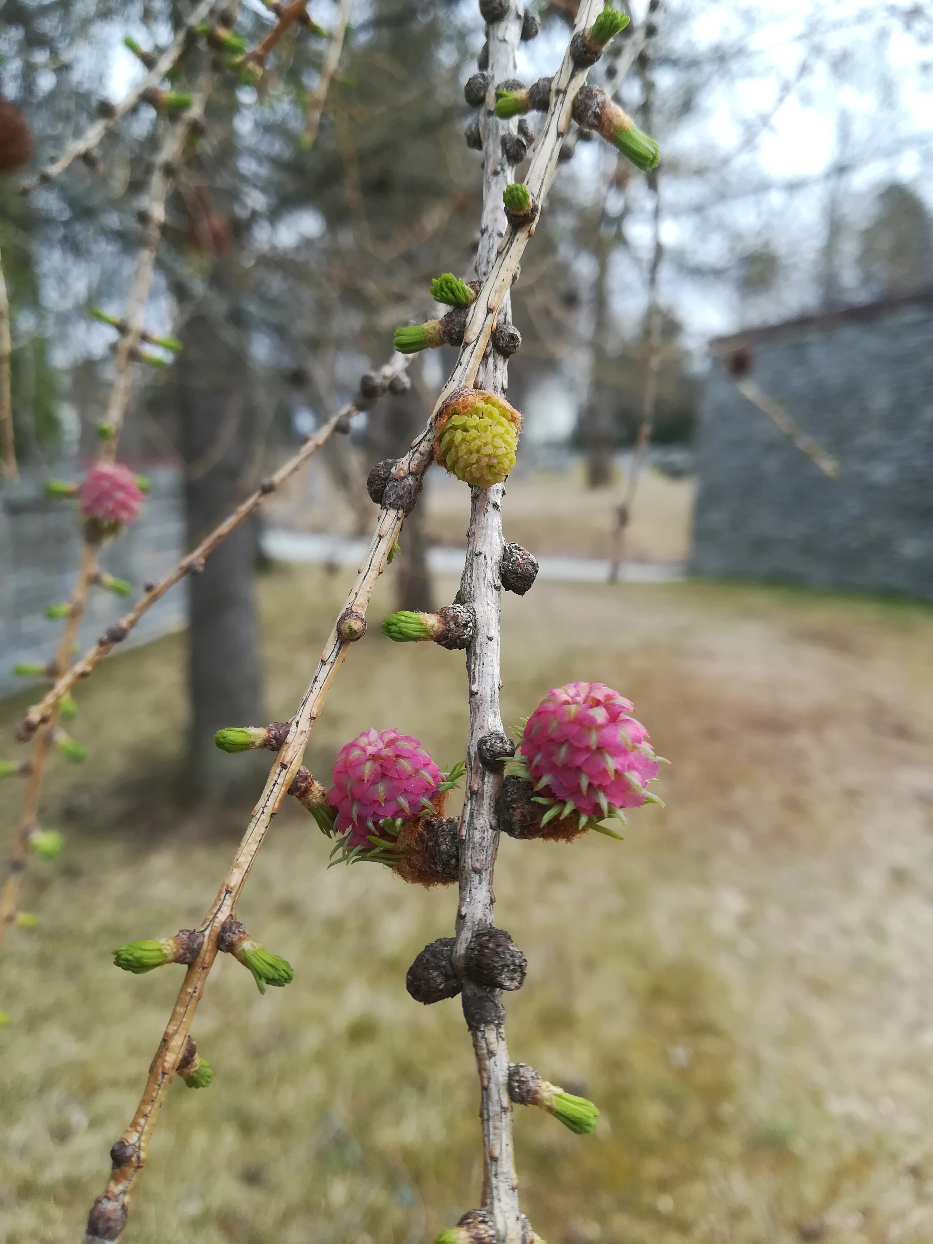 : Larix decidua.