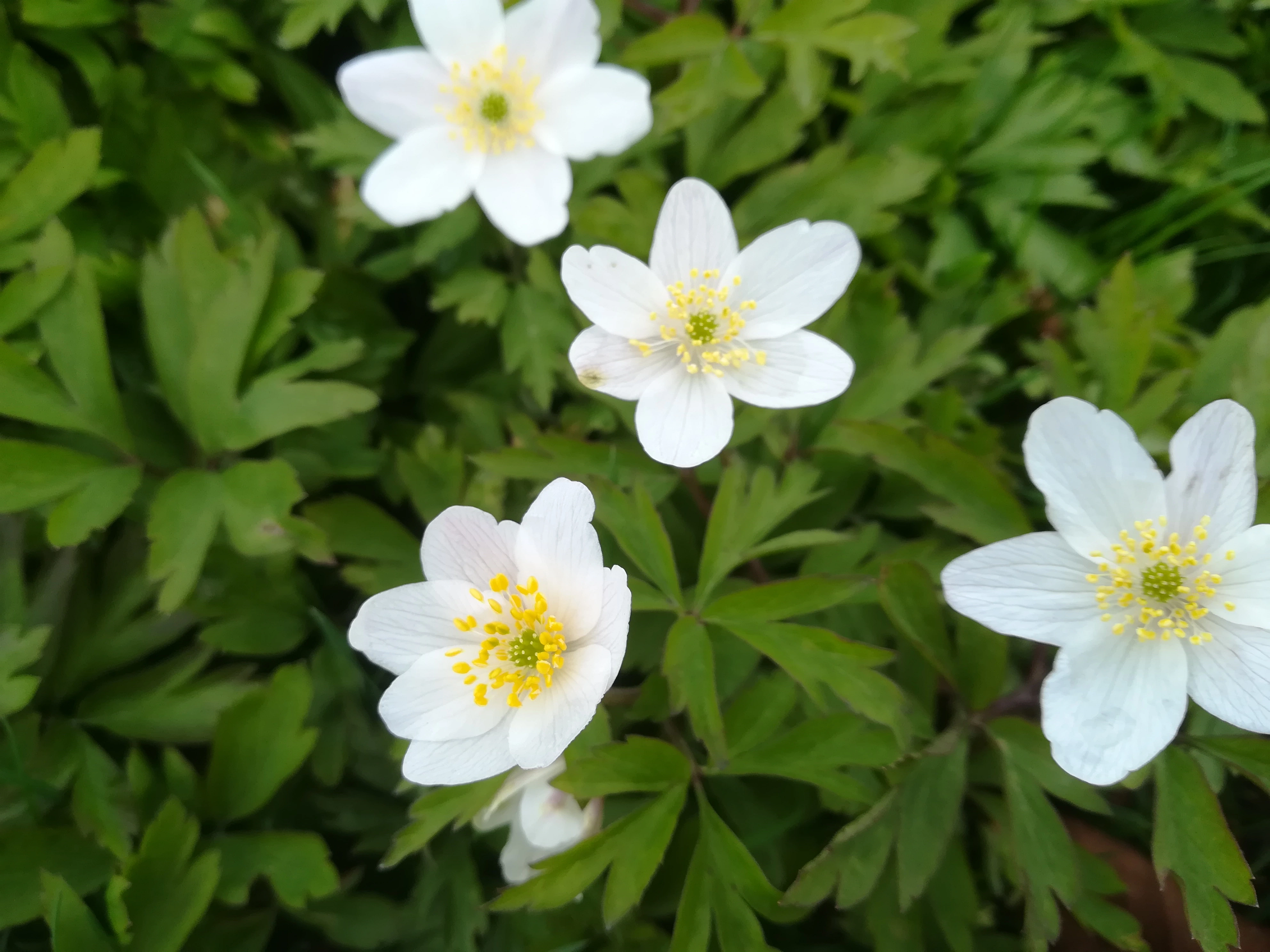 : Anemone nemorosa.