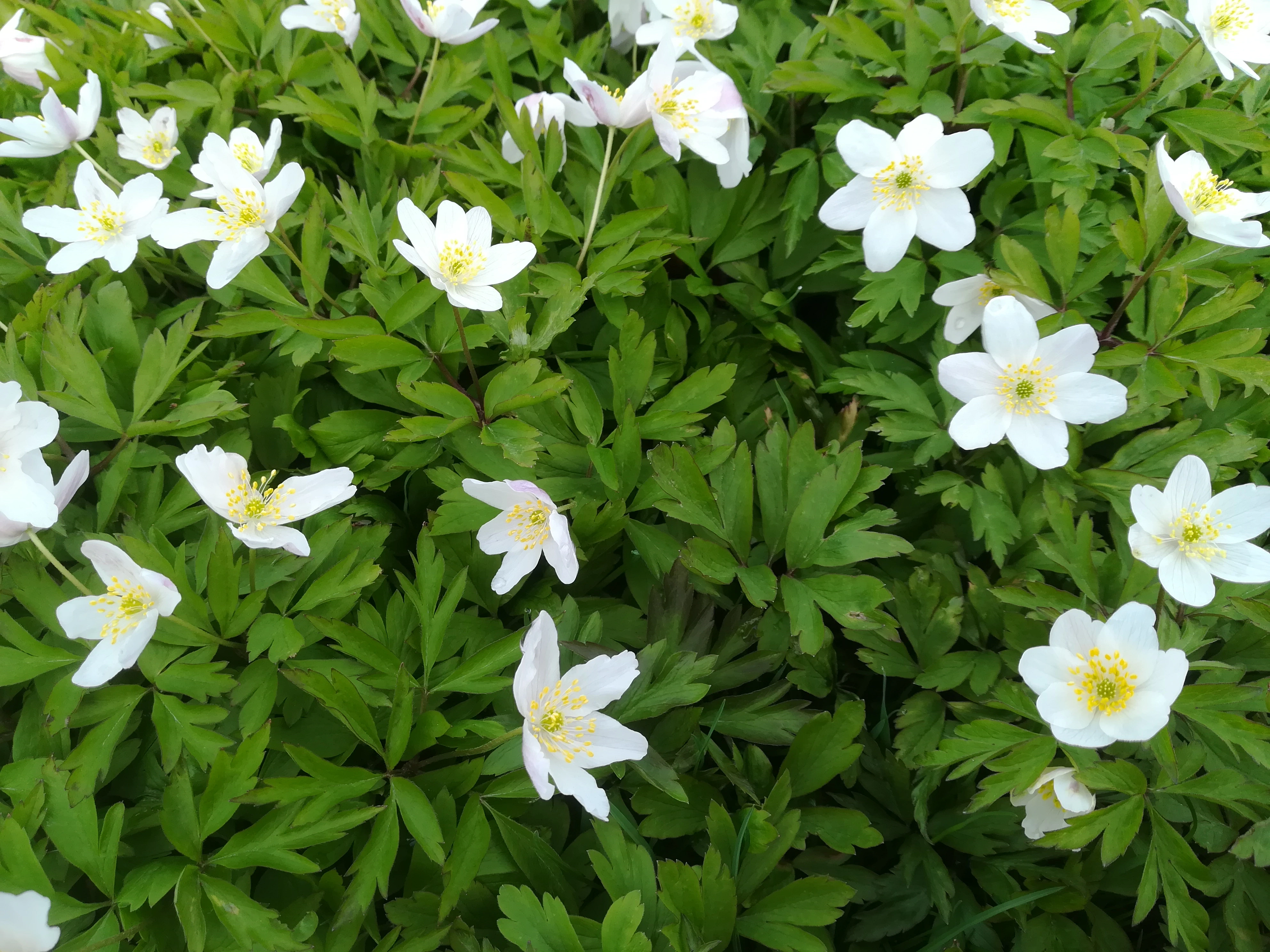 : Anemone nemorosa.