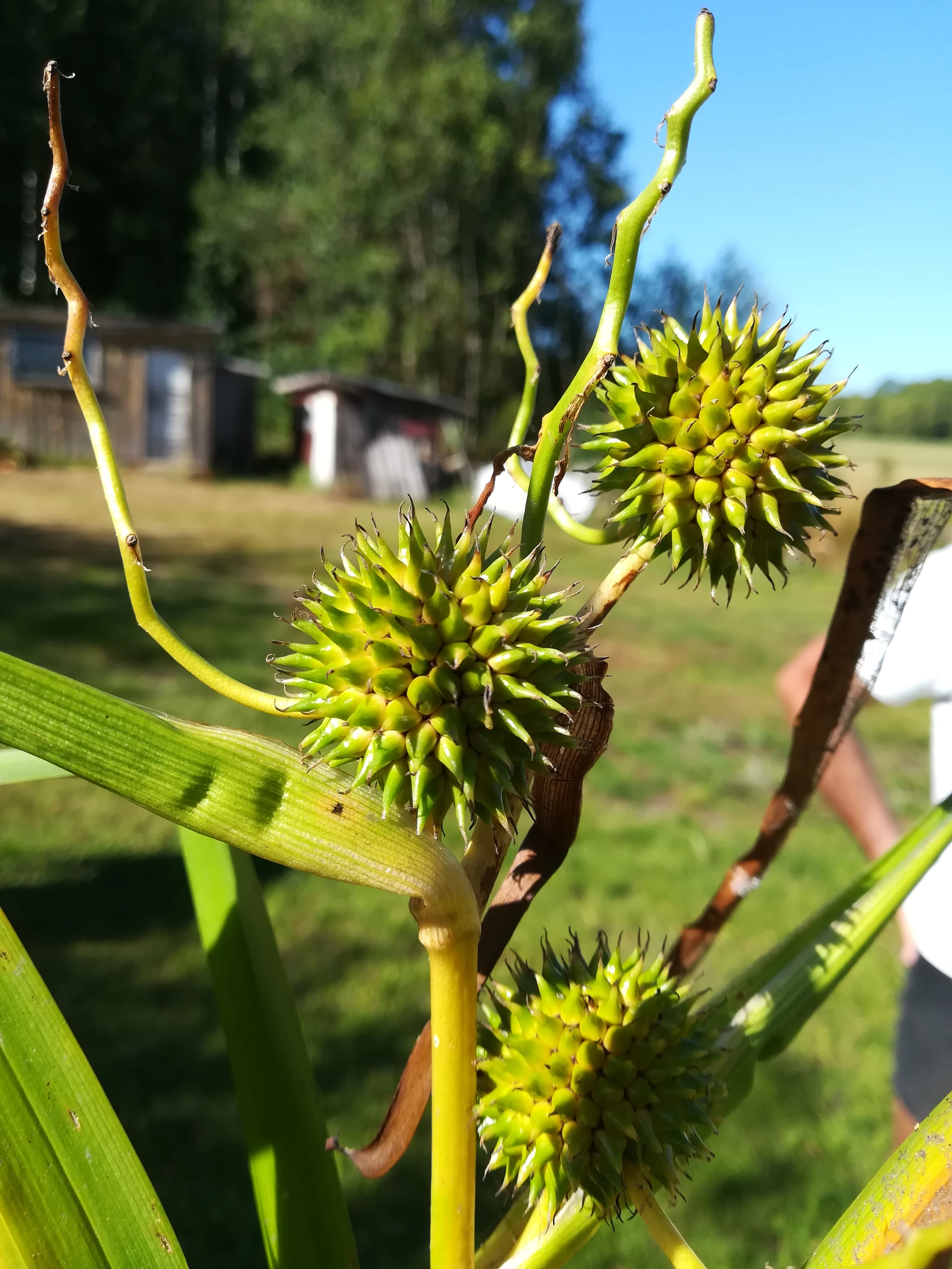 : Sparganium erectum.