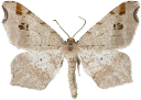 : Macaria alternata.