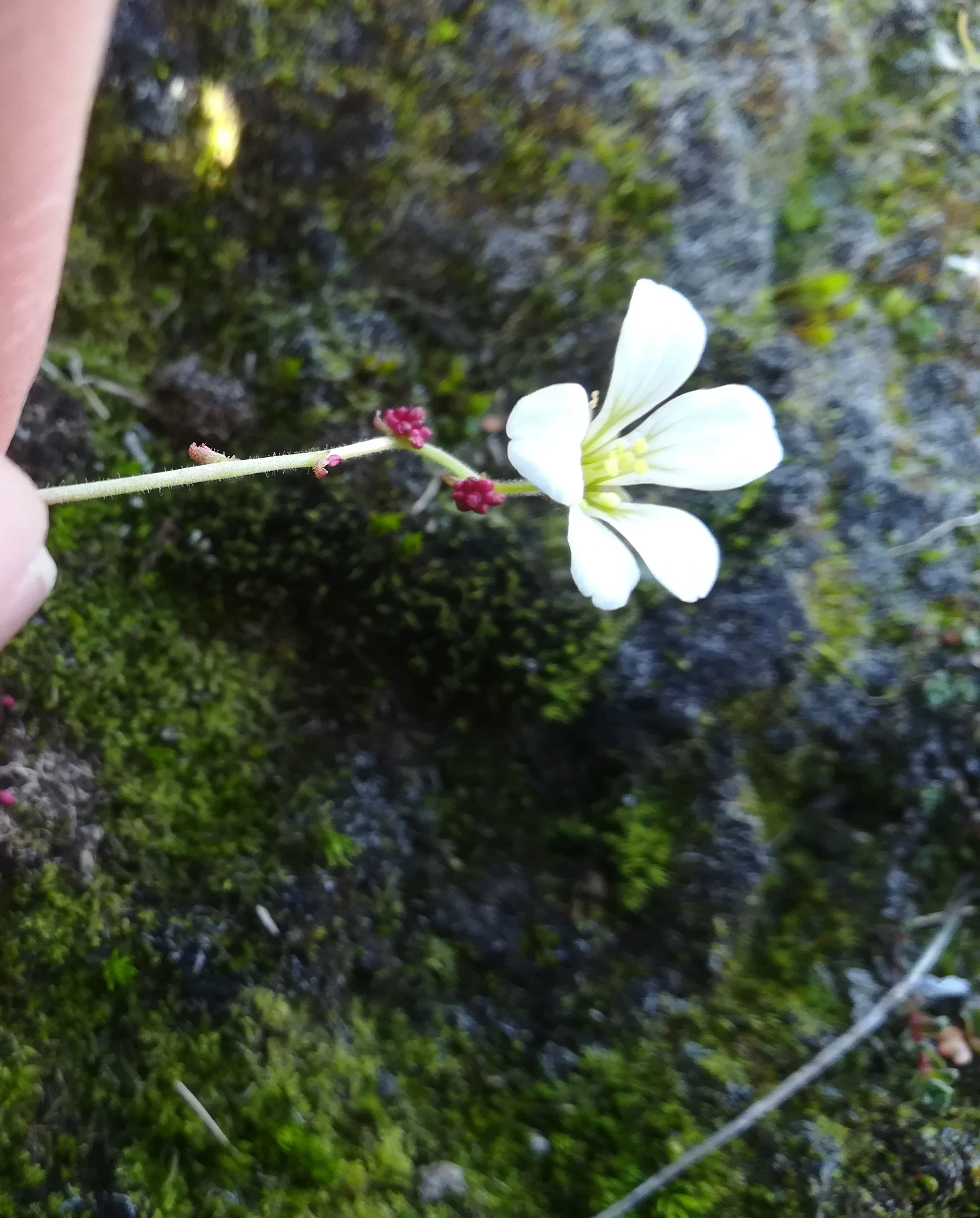 : Saxifraga cernua.