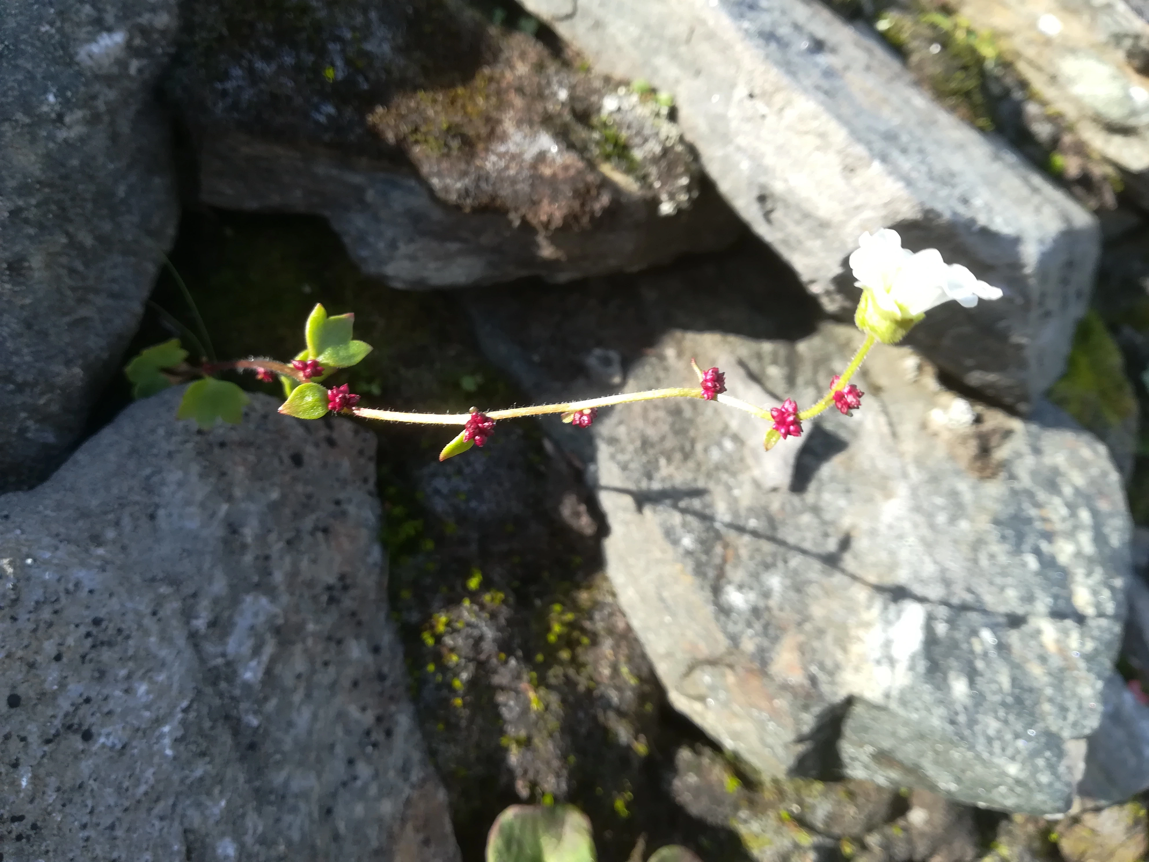 : Saxifraga cernua.