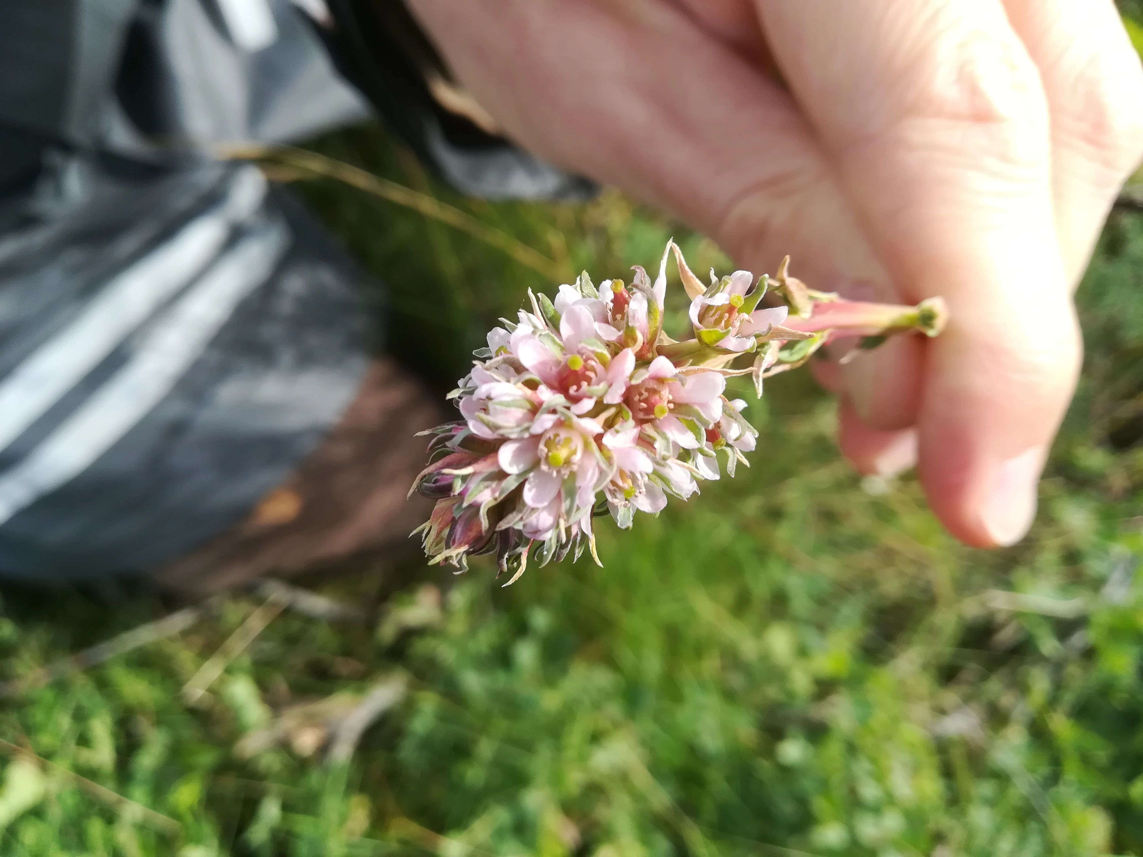 : Myricaria germanica.