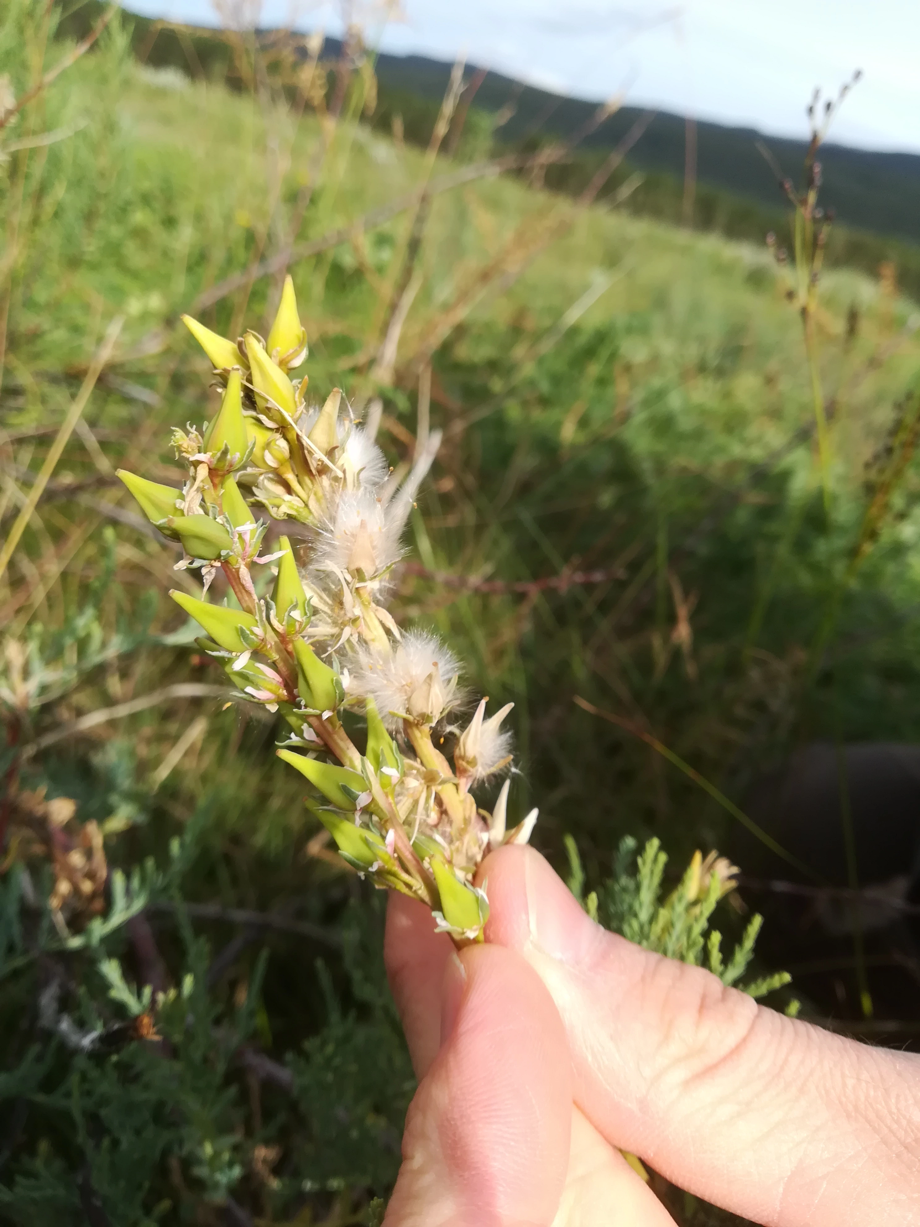 : Myricaria germanica.