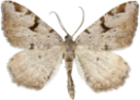 : Speranza wauaria .