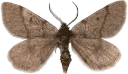 : Speranza fusca .