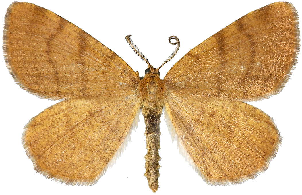 : Macaria brunneata.