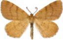 : Speranza brunneata .