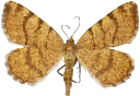 : Speranza brunneata .