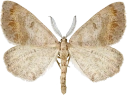 : Speranza loricaria .