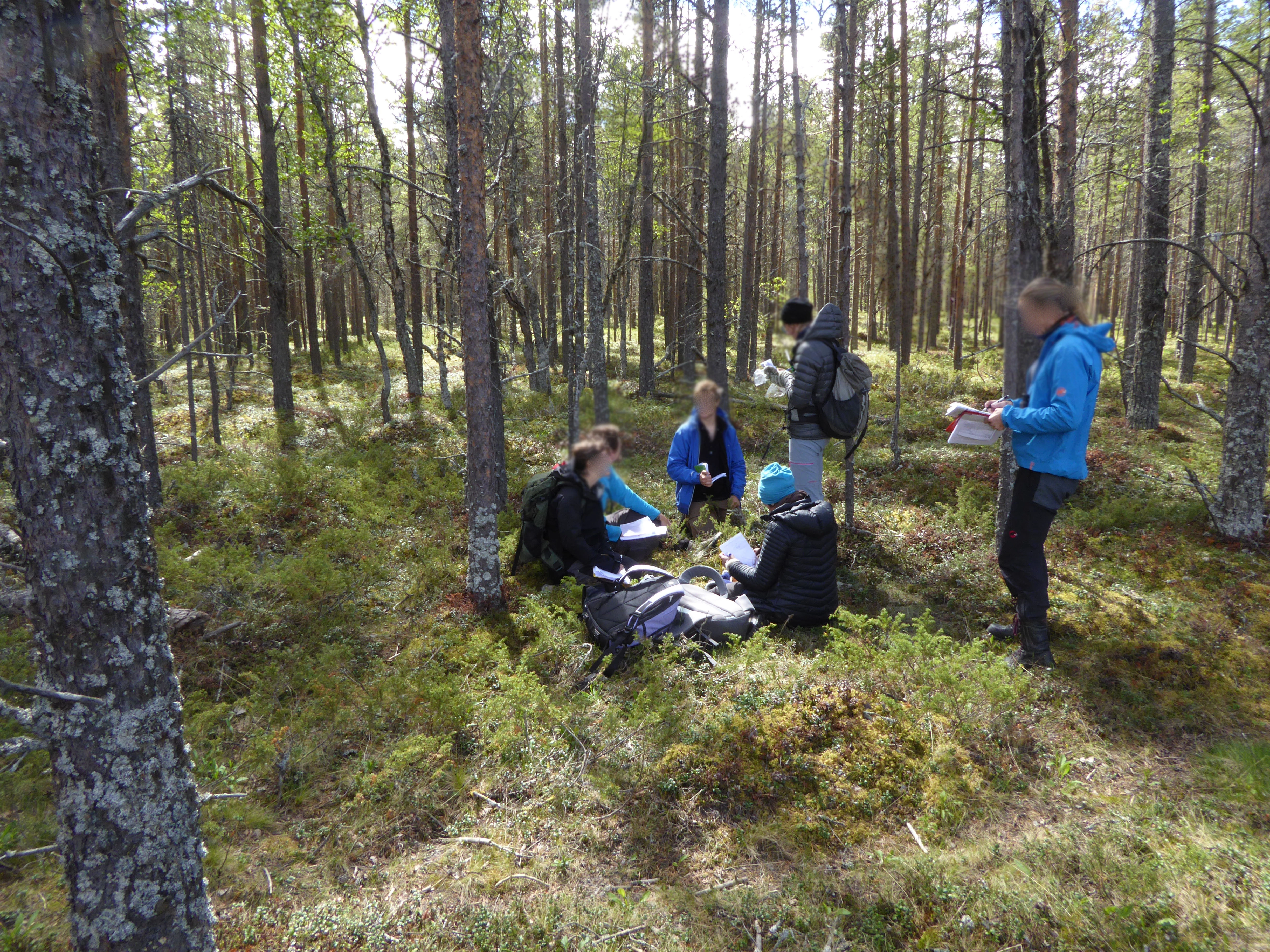 T4-6 svak bærlyng-lågurtskog.