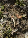 : Helvella fistulosa.