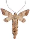 : Speranza loricaria .