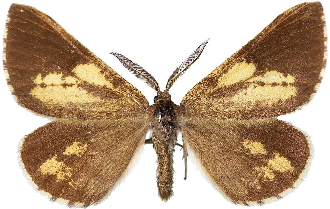 : Bupalus piniaria.