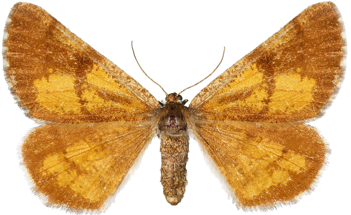 : Bupalus piniaria.