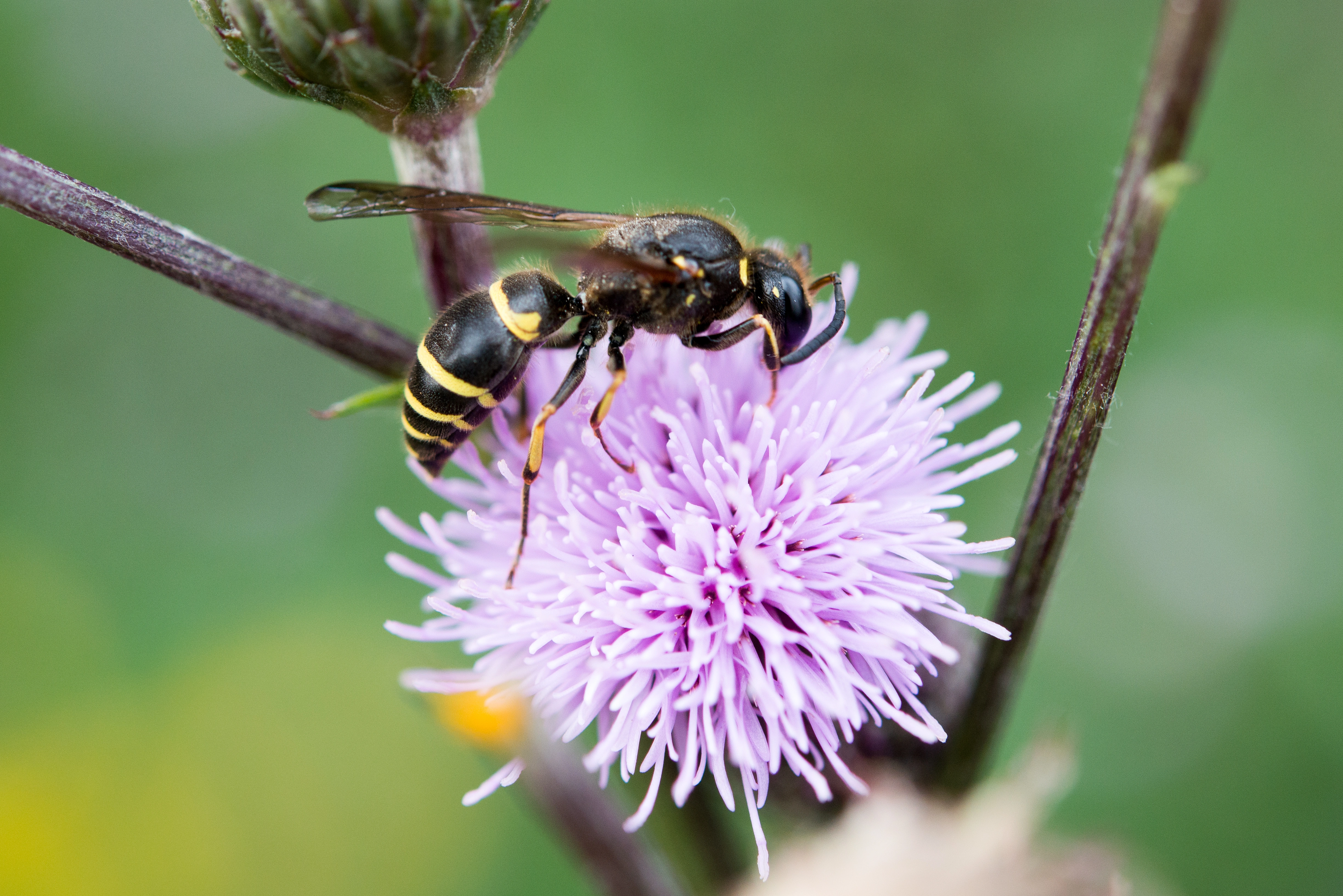 : Ancistrocerus parietinus.