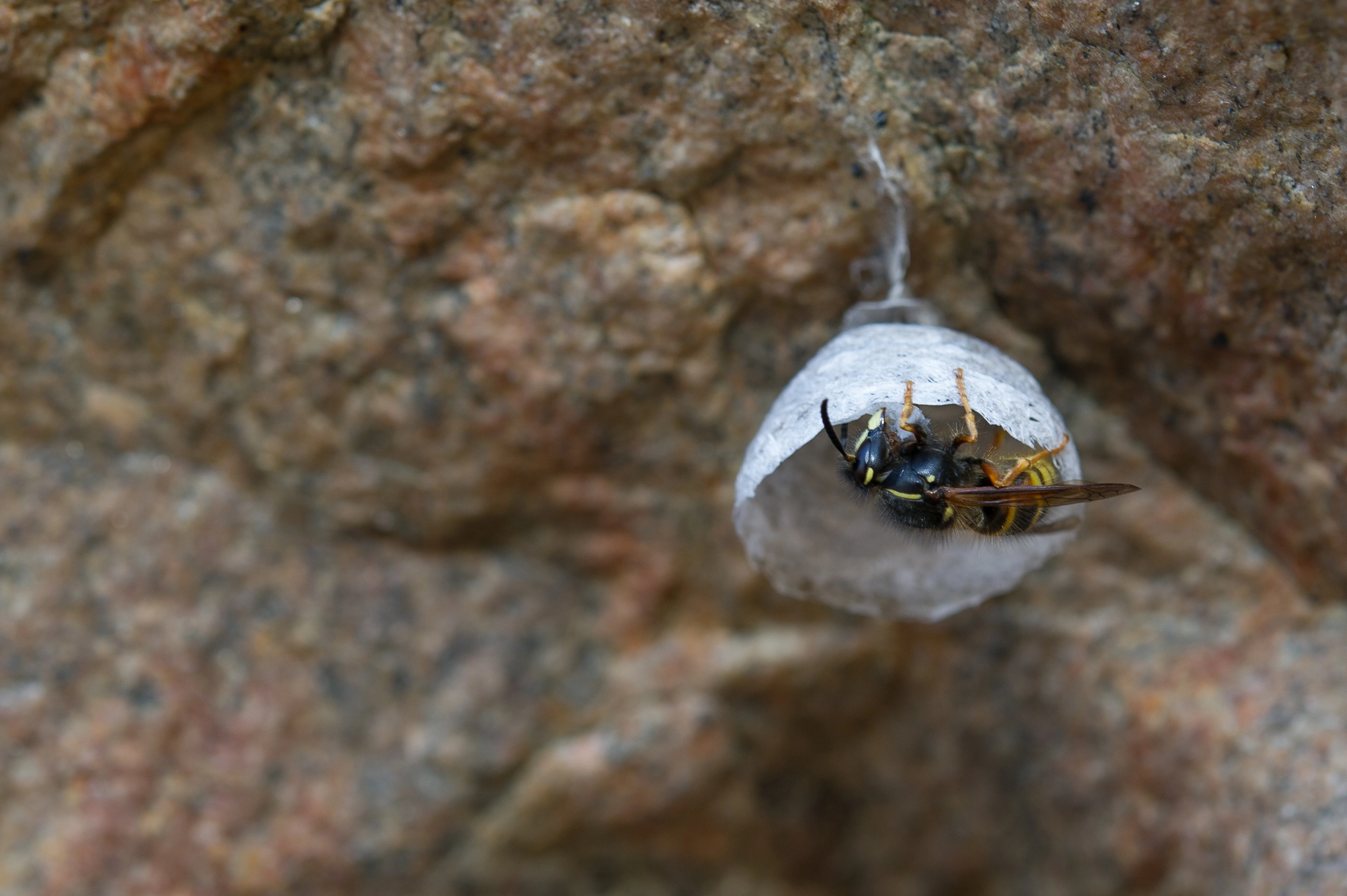 : Dolichovespula norwegica.