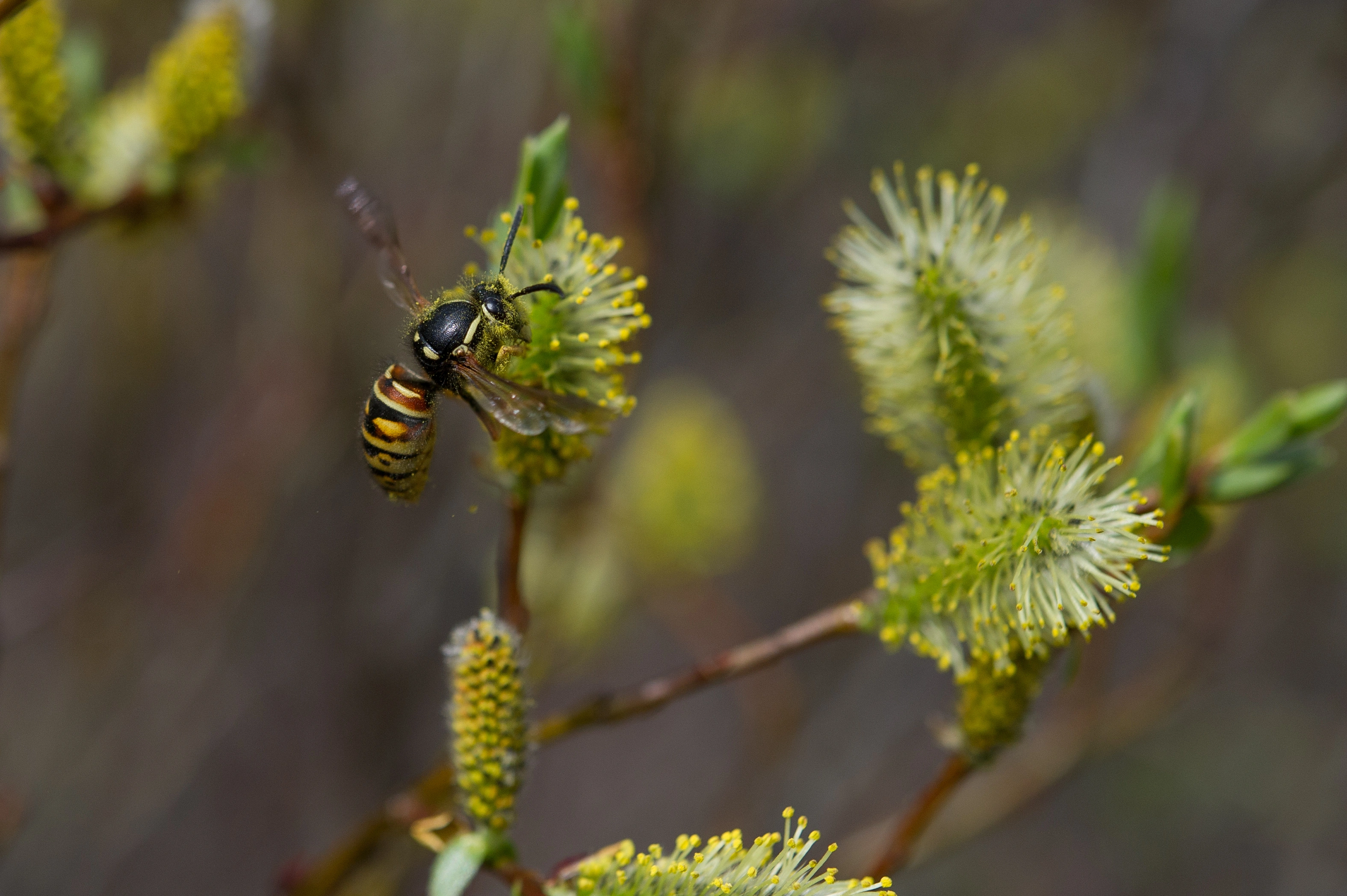 : Vespula rufa.