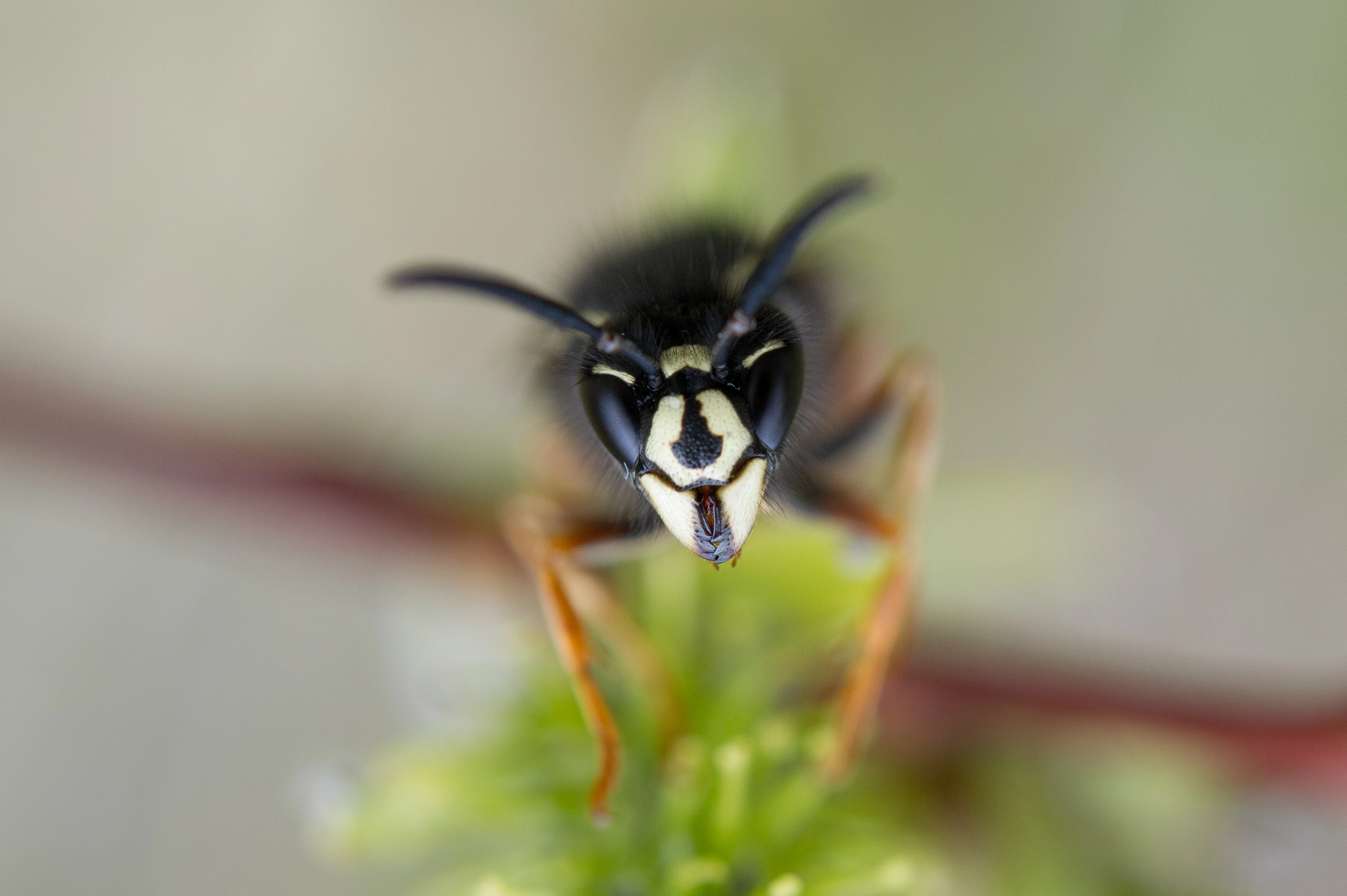 : Vespula rufa.