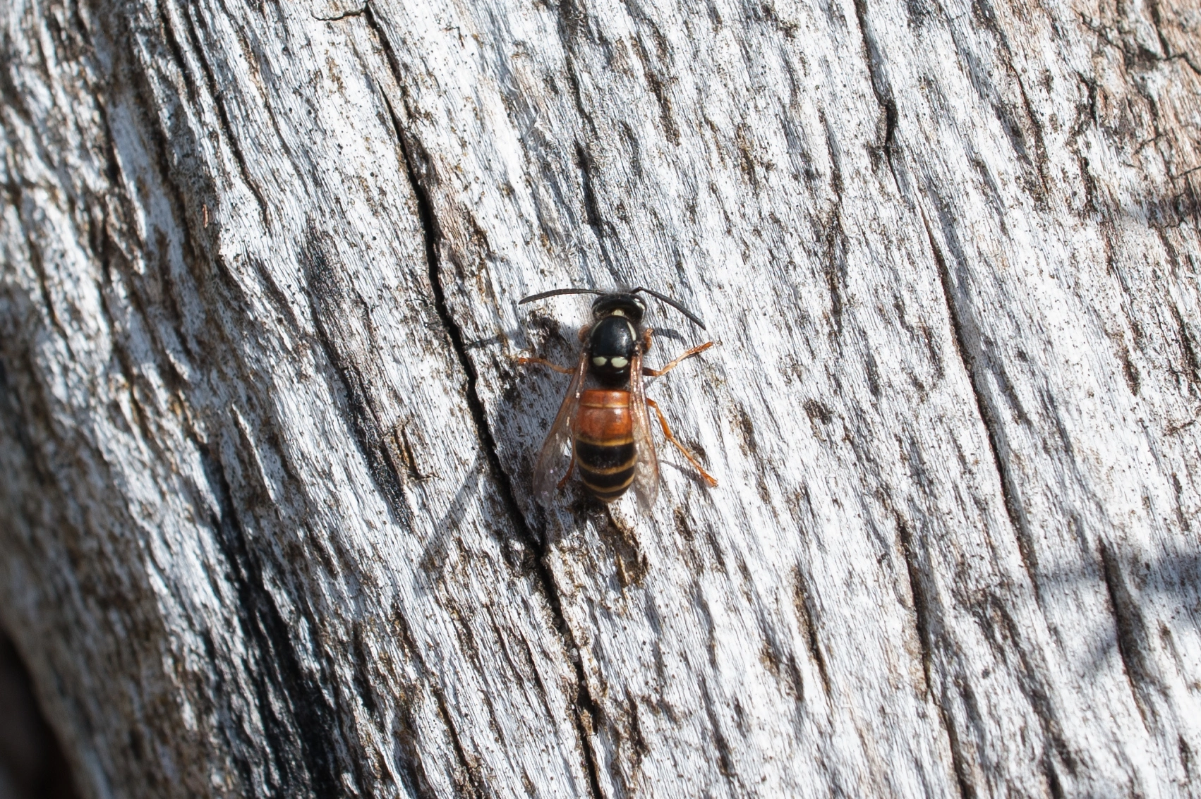 : Vespula rufa.