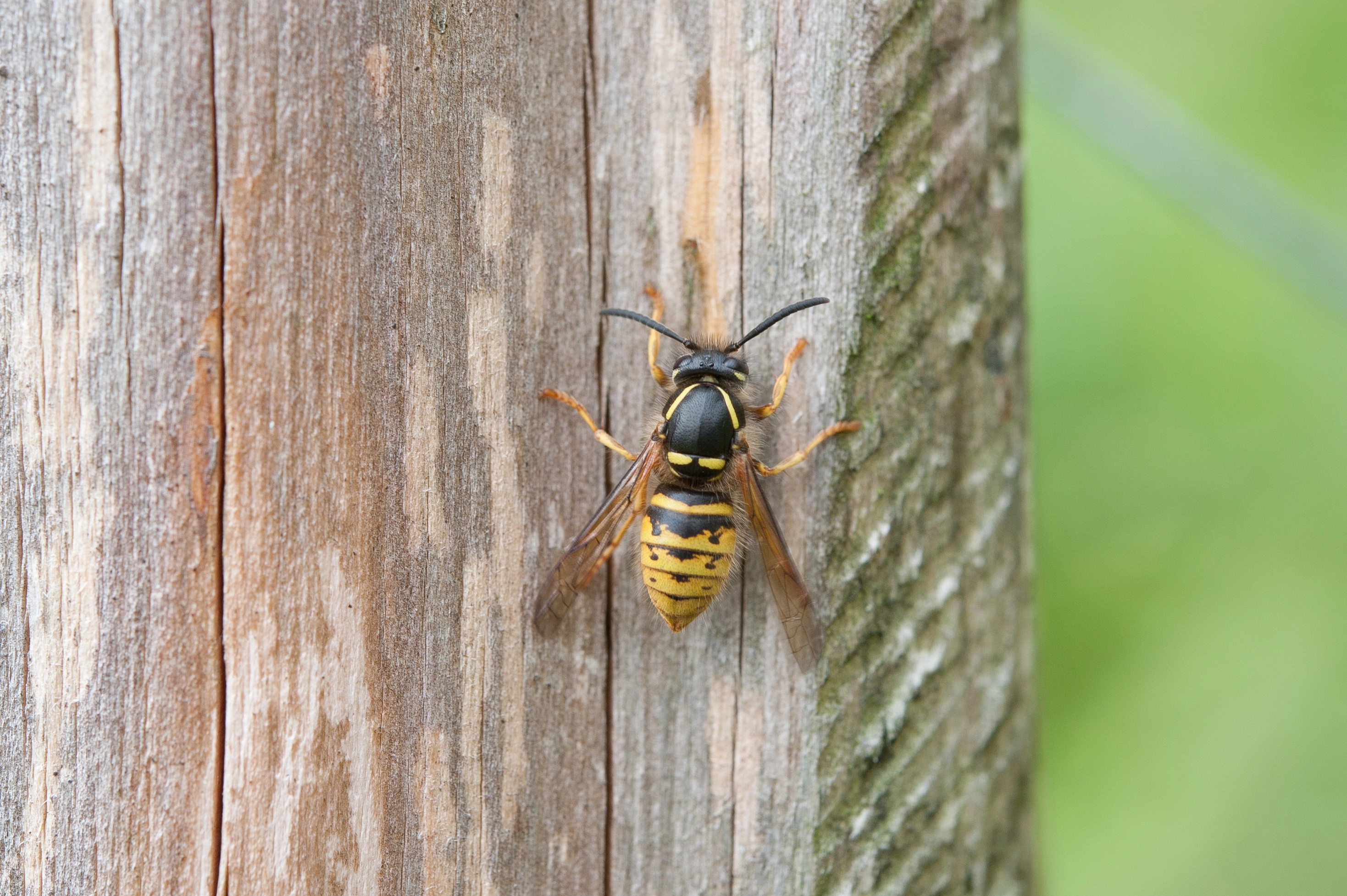 : Vespula vulgaris.