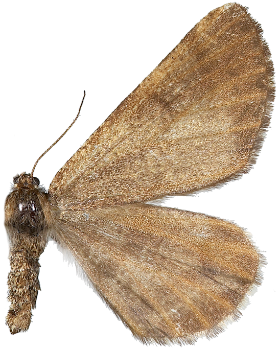 : Bupalus piniaria.