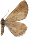 : Bupalus piniaria.