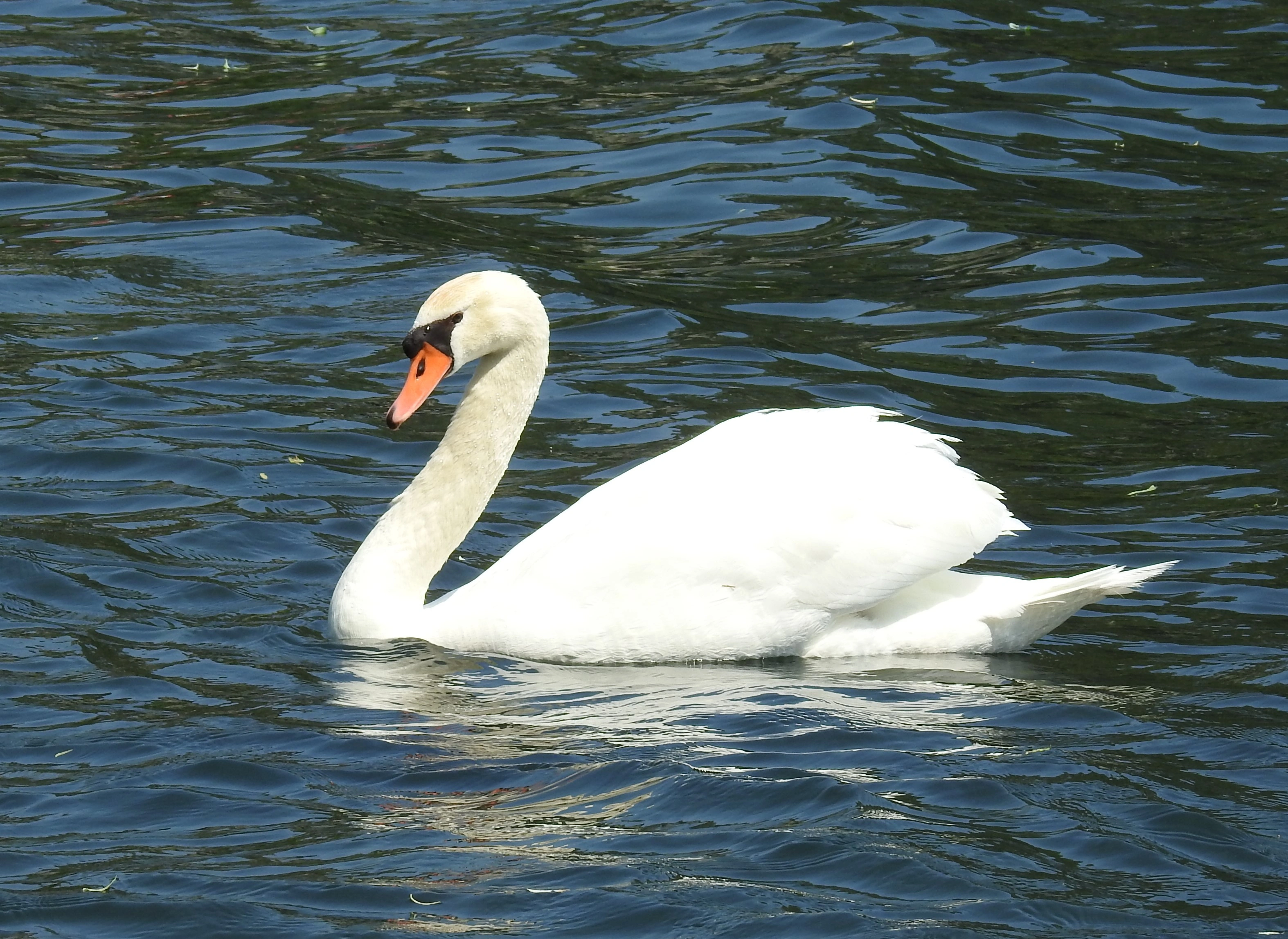 : Cygnus olor.