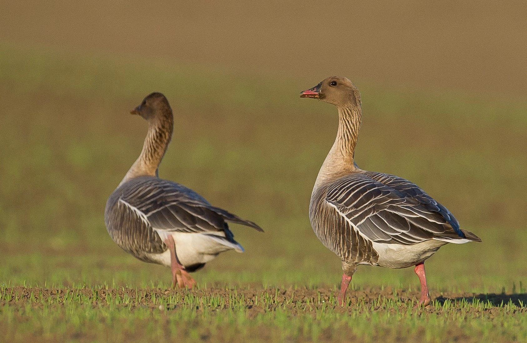 : Anser brachyrhynchus.