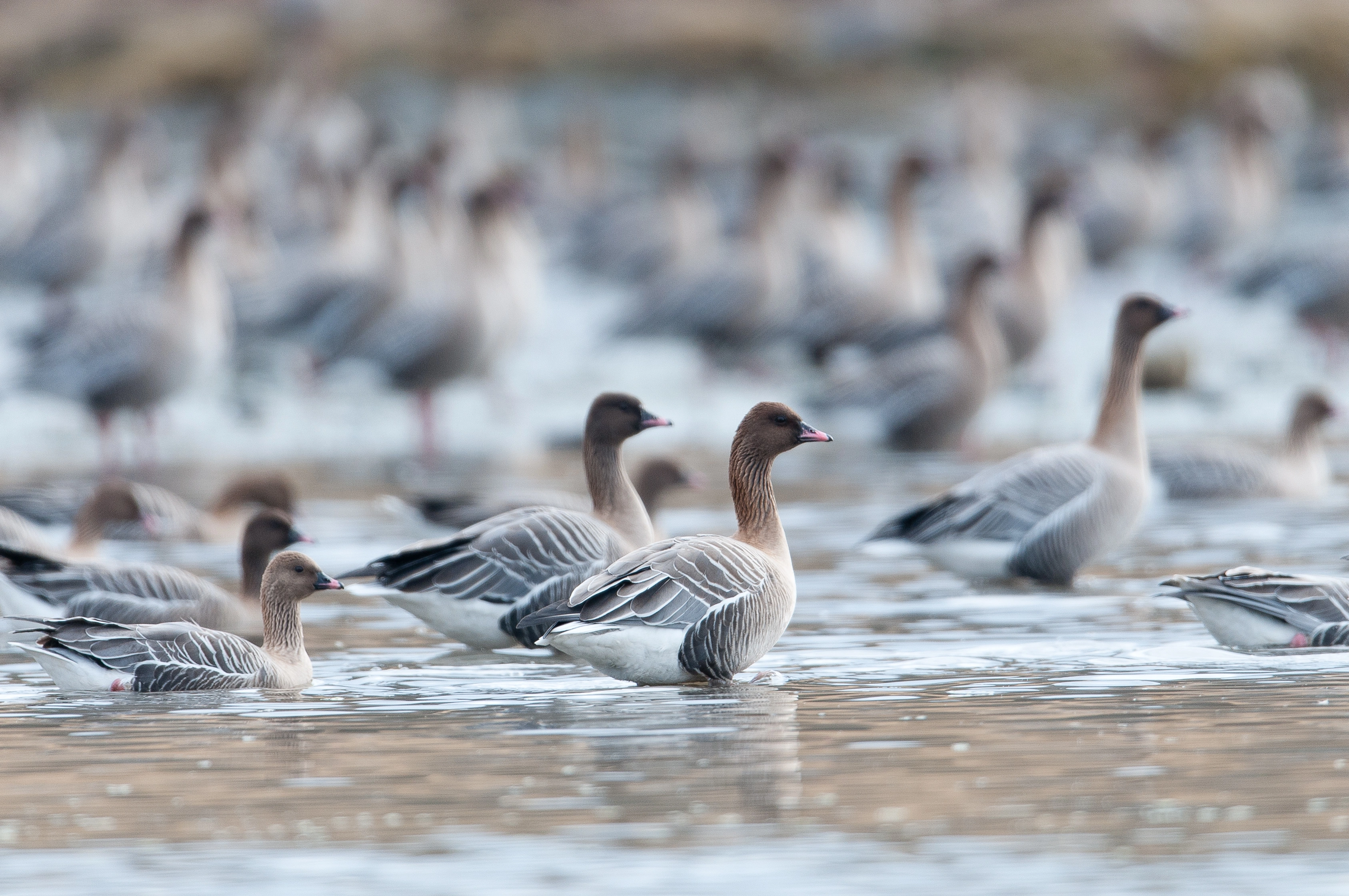 : Anser brachyrhynchus.